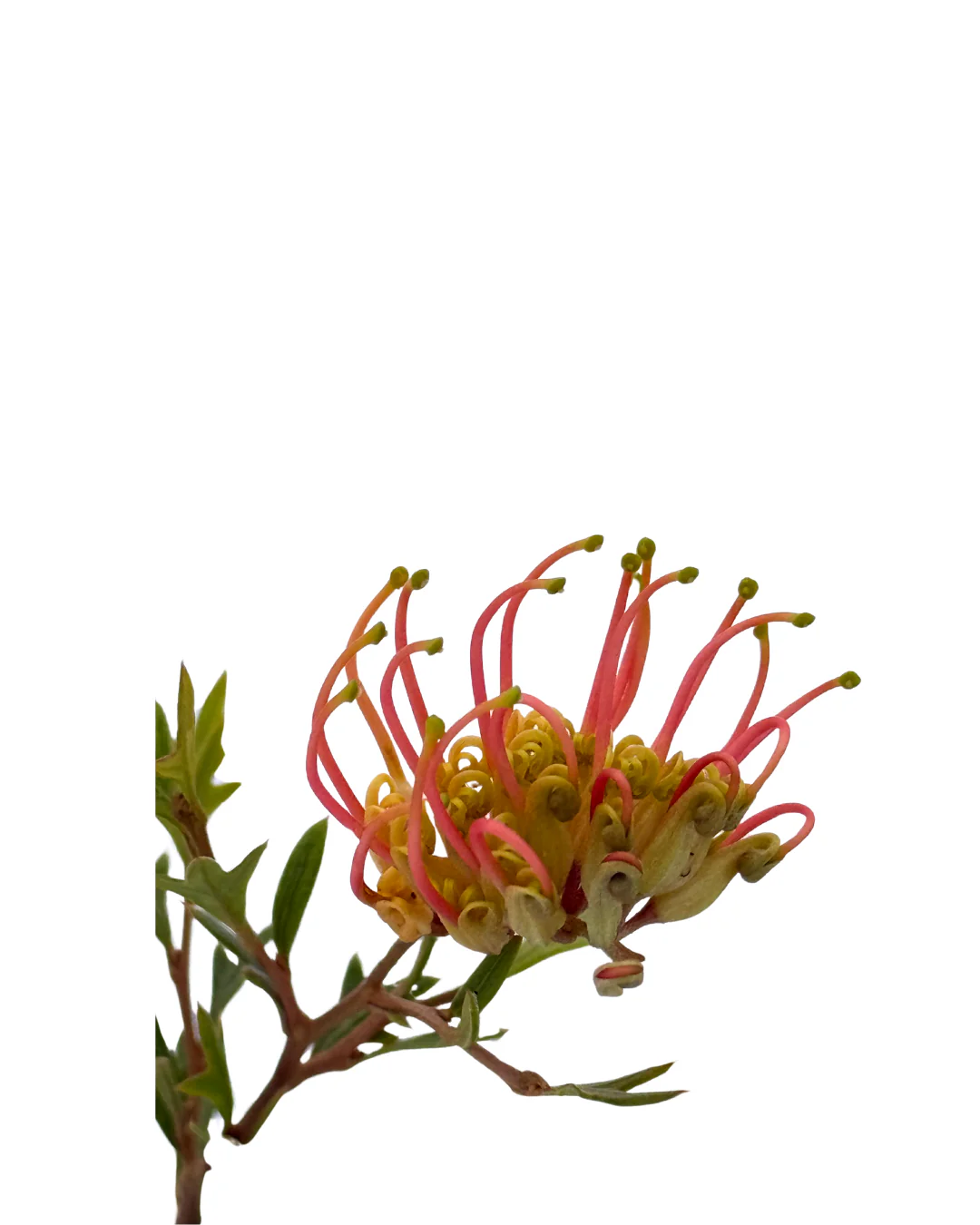 Grevillea Old Gold - Image 2
