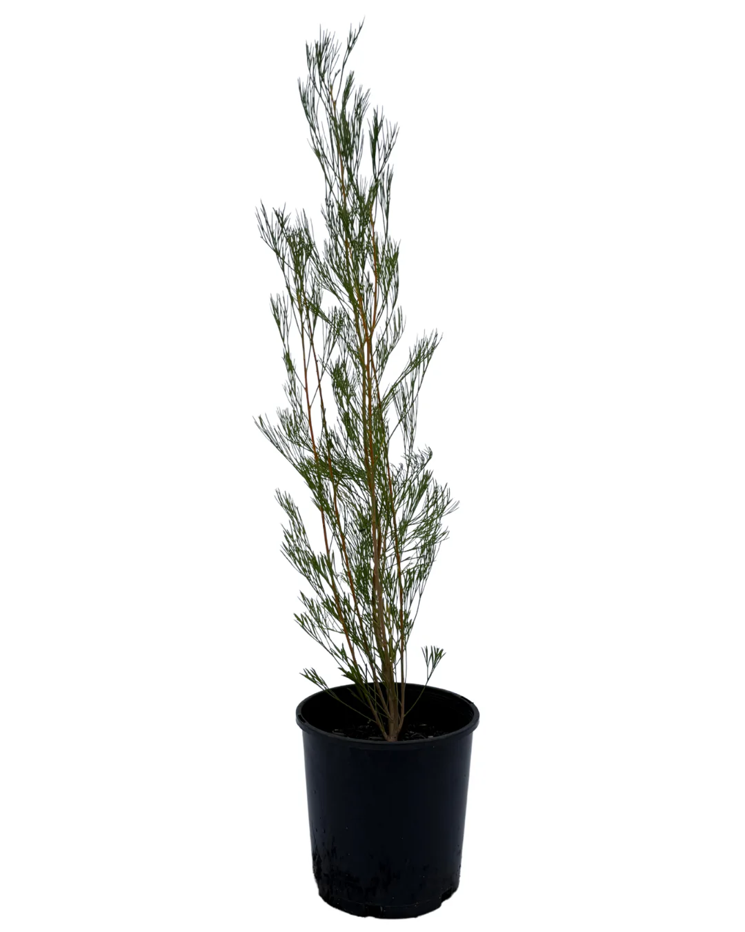 Grevillea Panrock Princess