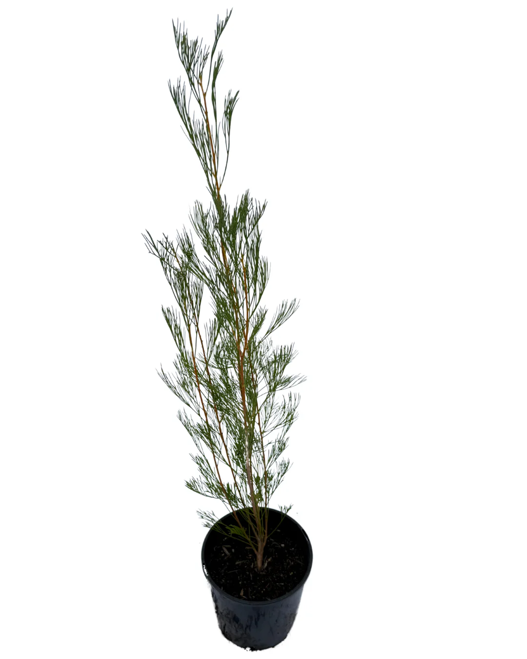 Grevillea Panrock Princess - Image 2