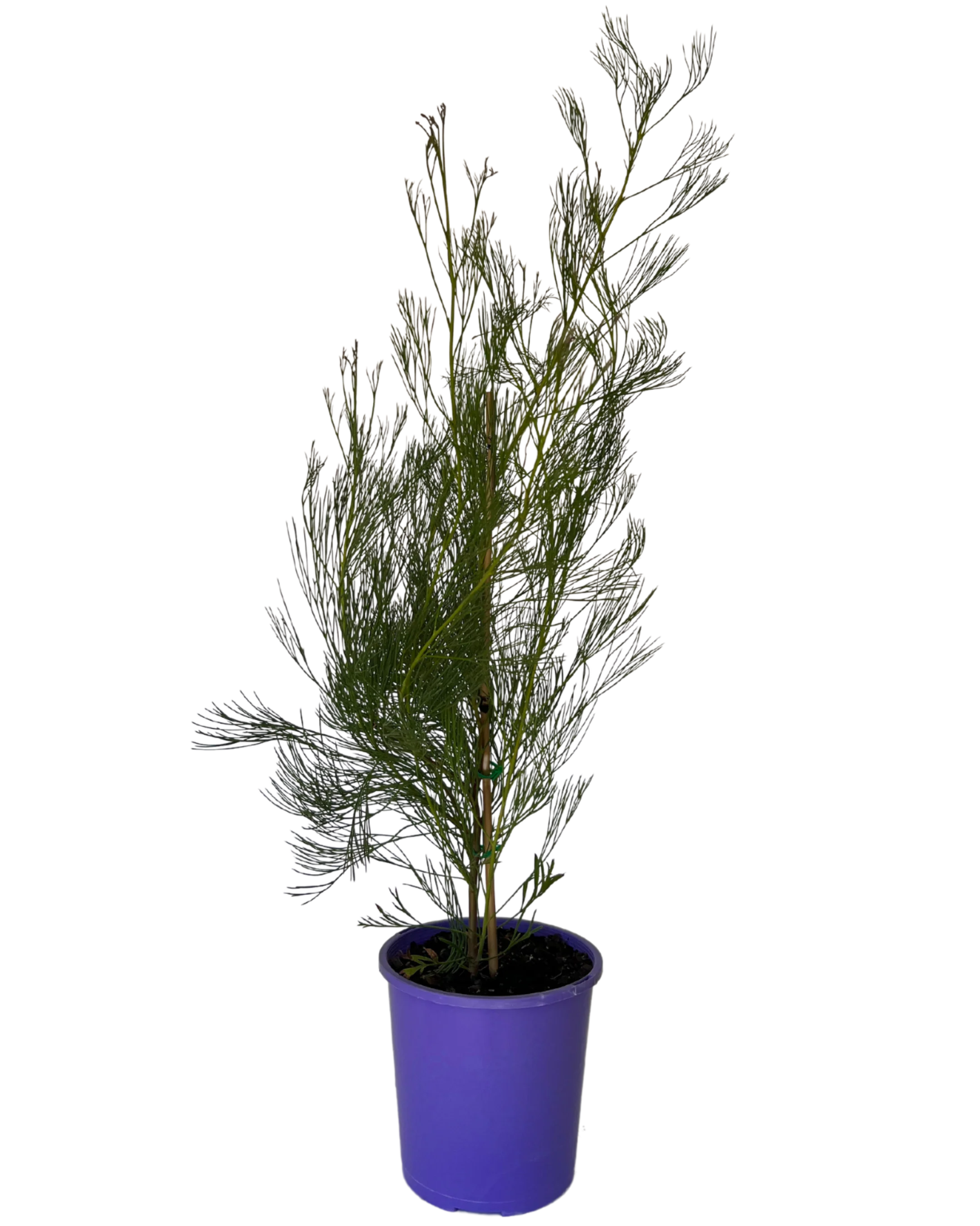 Grevillea Panrock Princess