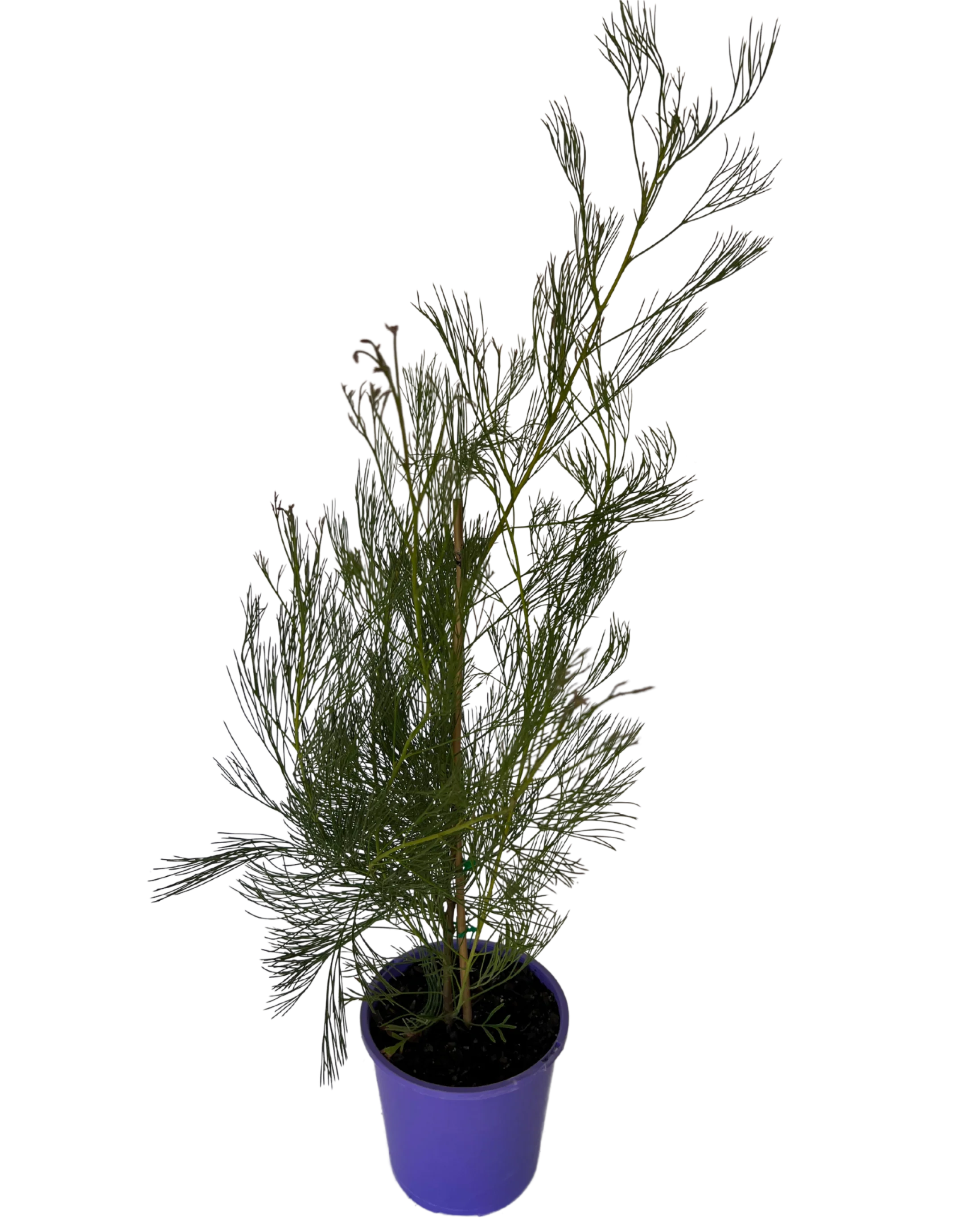 Grevillea Panrock Princess - Image 2