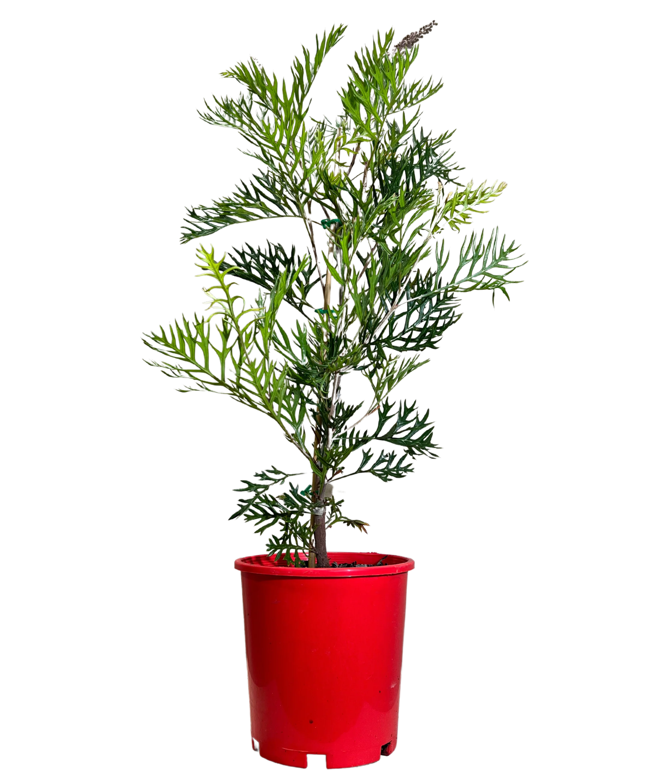 Grevillea Robyn Gordon