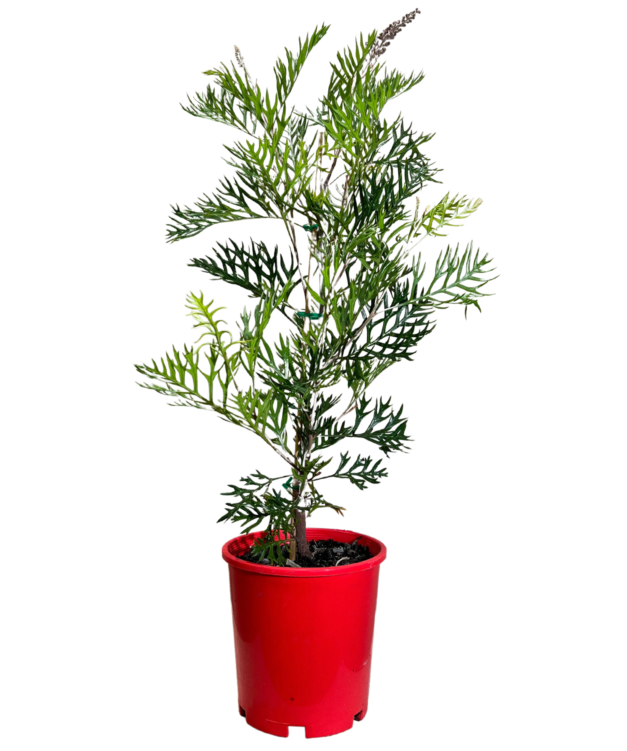 Grevillea Robyn Gordon - Image 2