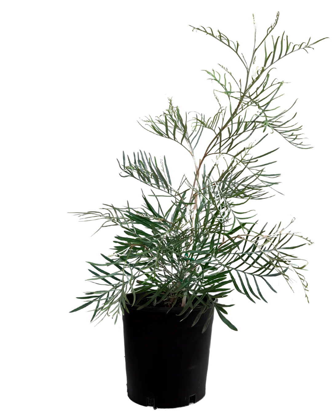 Grevillea Sandra Gordon