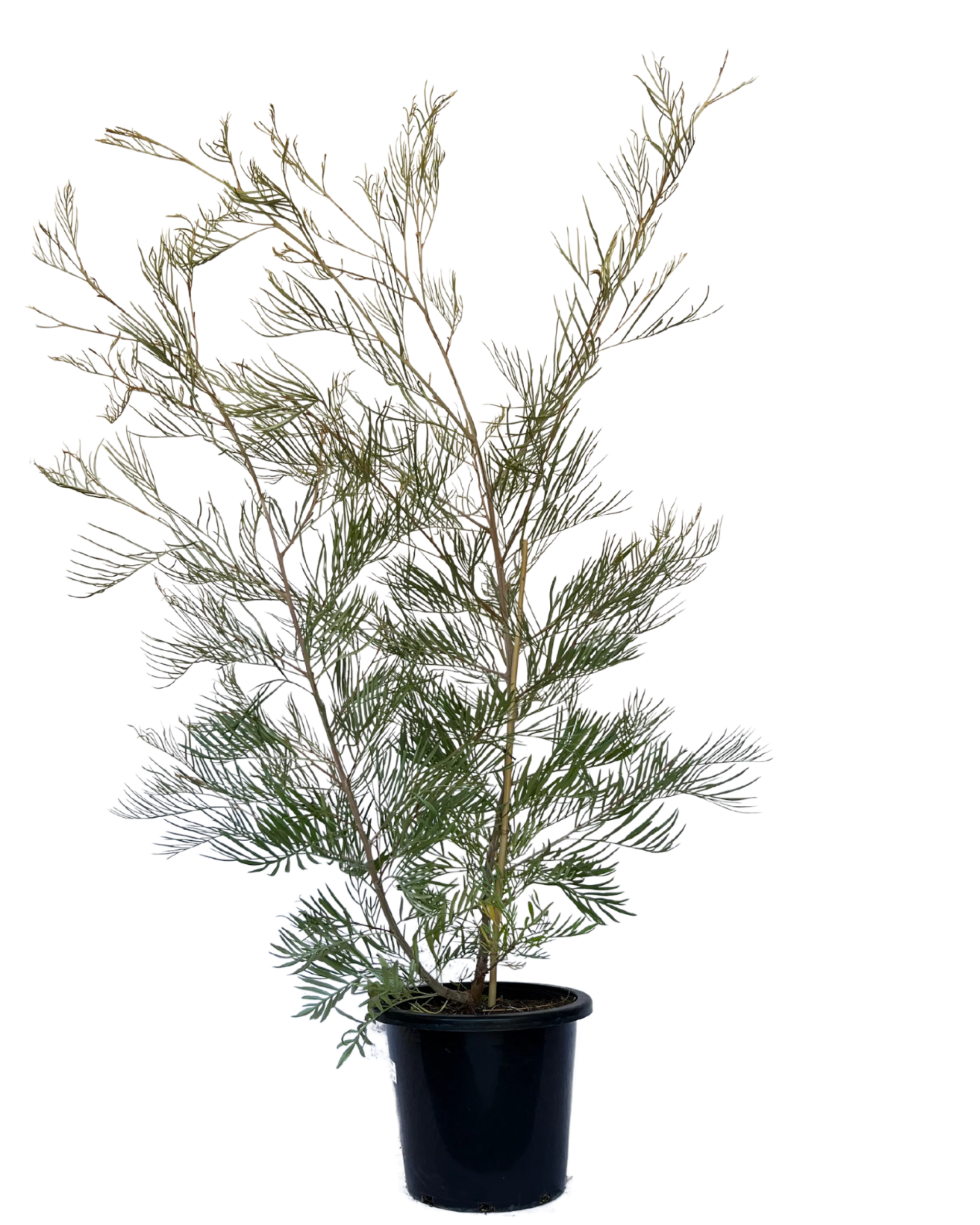 Grevillea Sandra Gordon