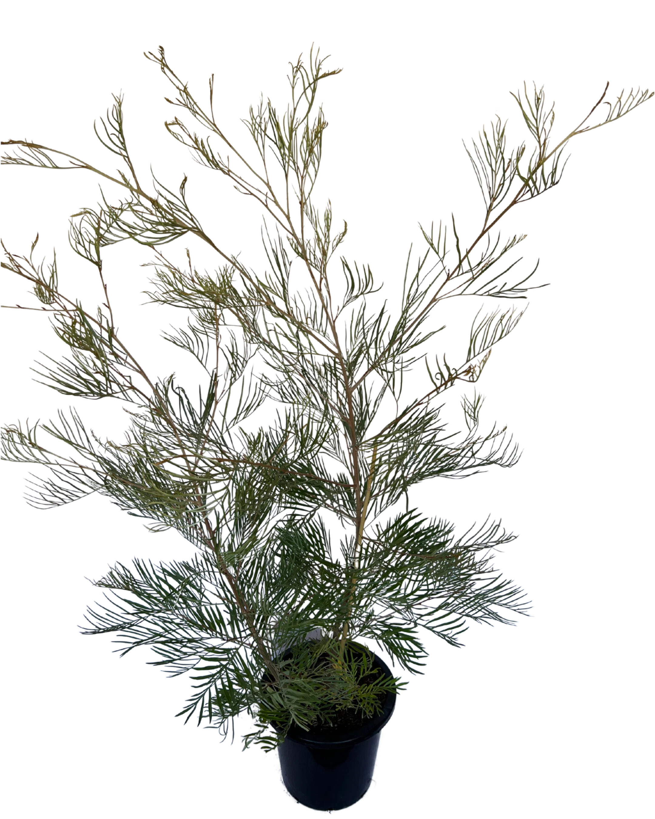 Grevillea Sandra Gordon - Image 2