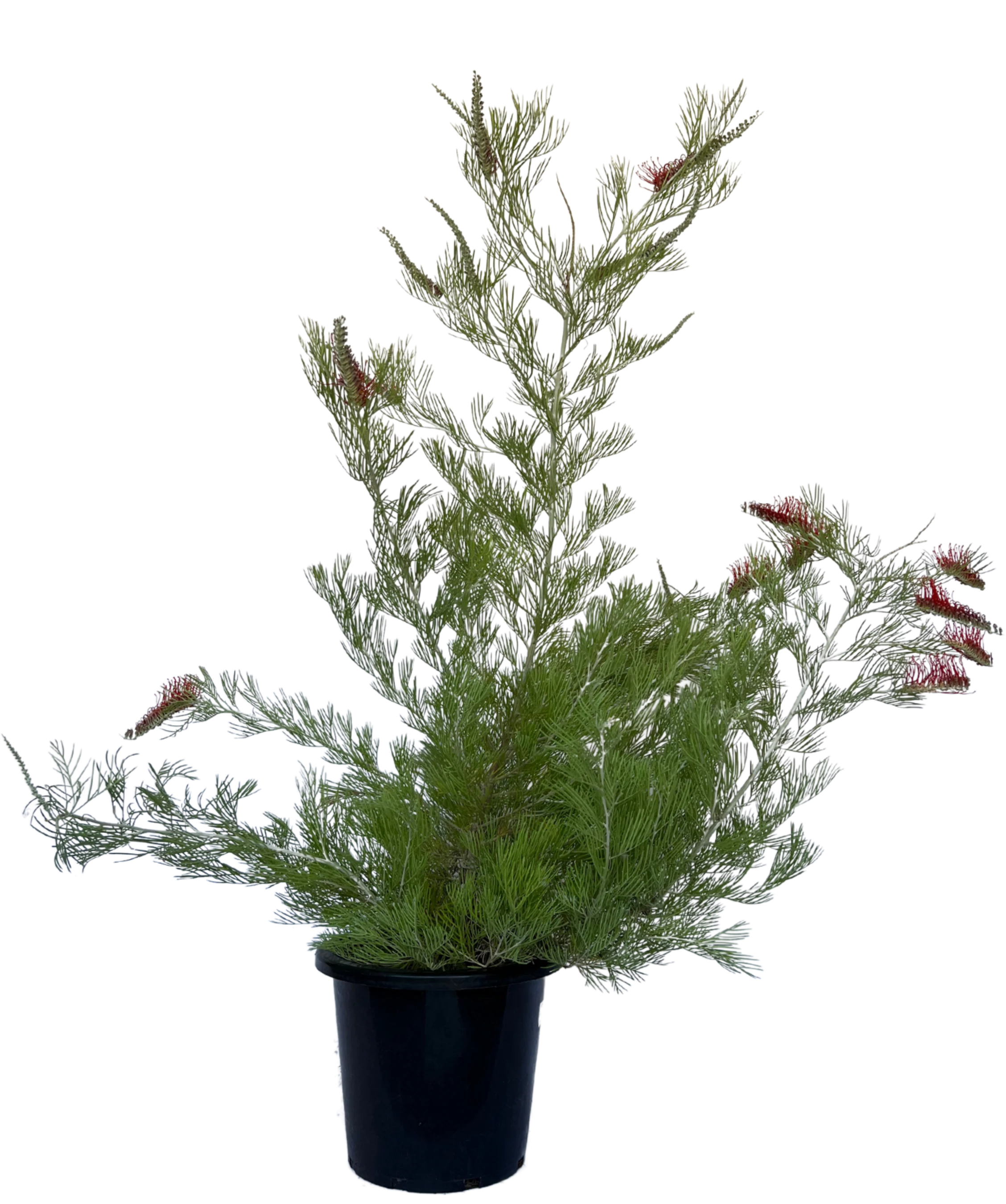 Grevillea Scarlet Moon