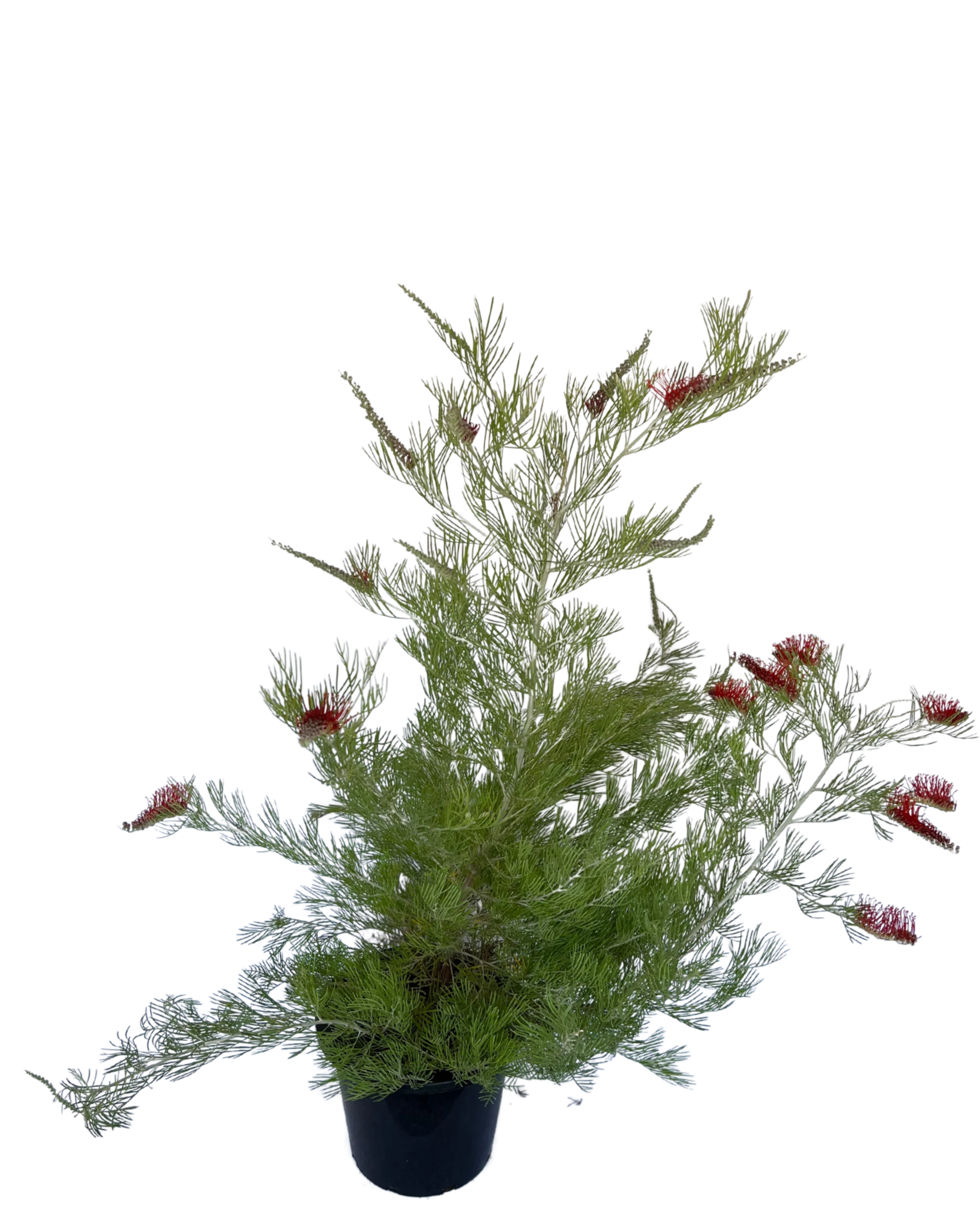 Grevillea Scarlet Moon - Image 2