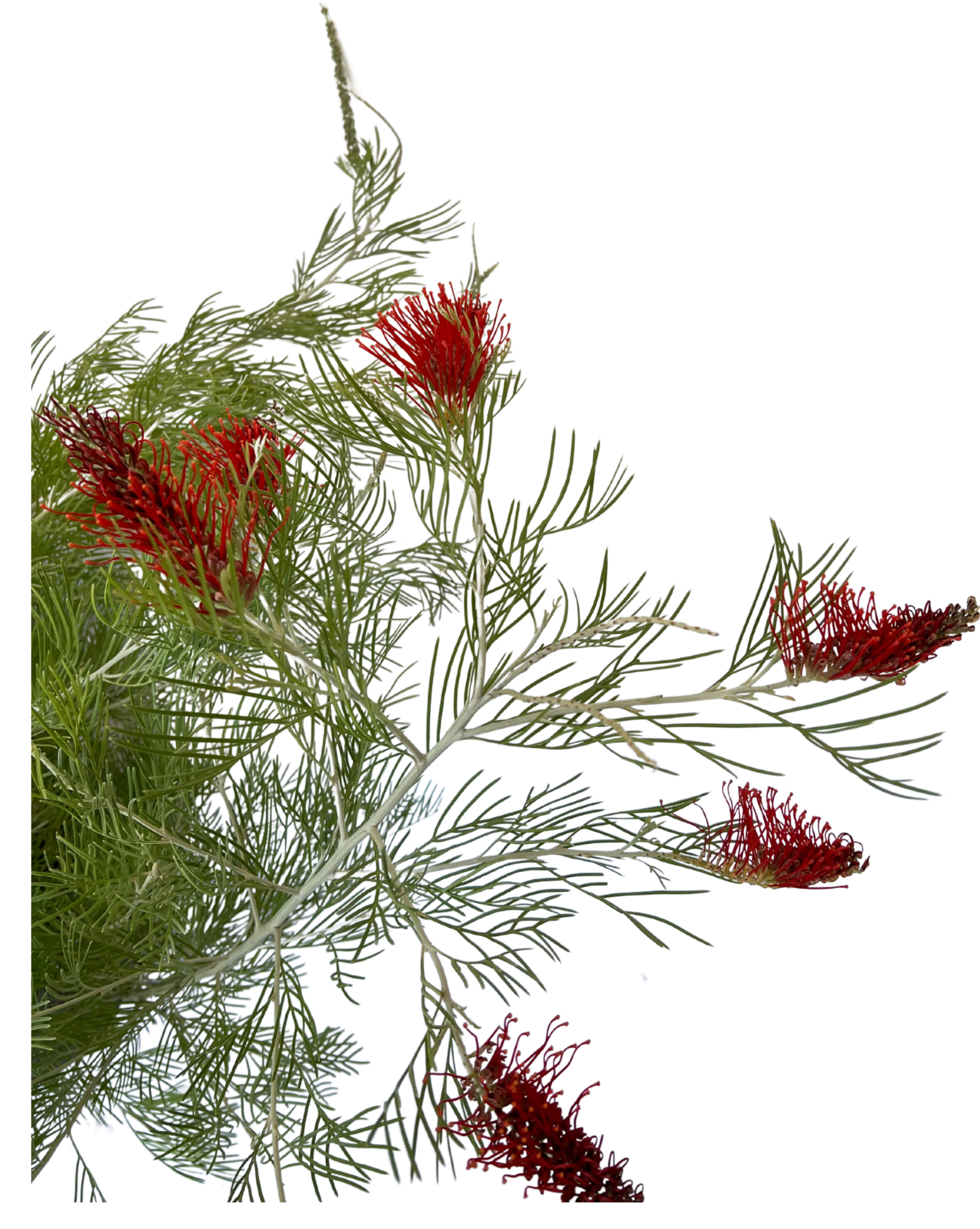 Grevillea Scarlet Moon - Image 3