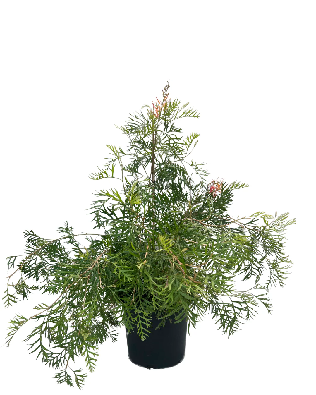 Grevillea Superb