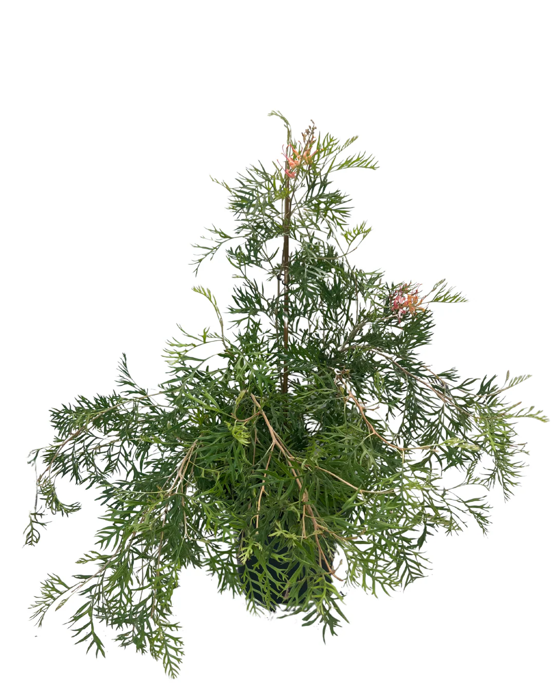 Grevillea Superb - Image 2