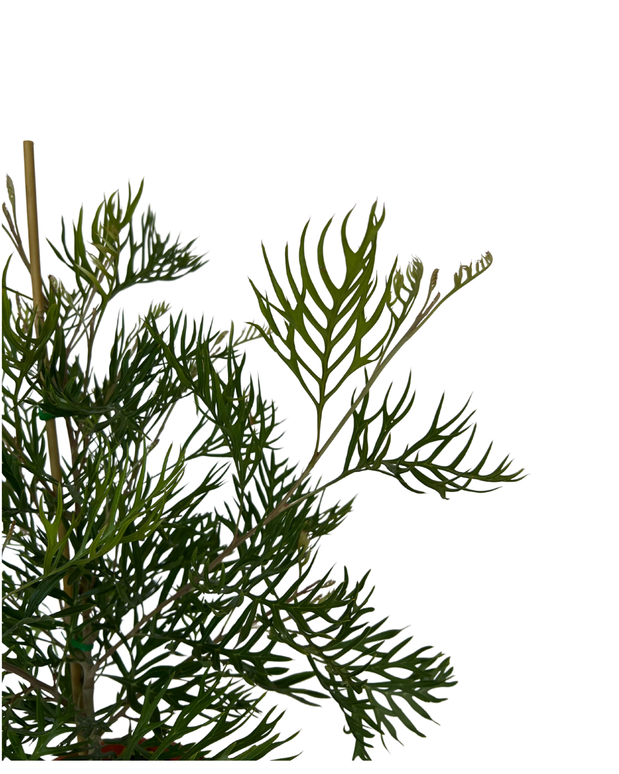 Grevillea Superb - Image 3