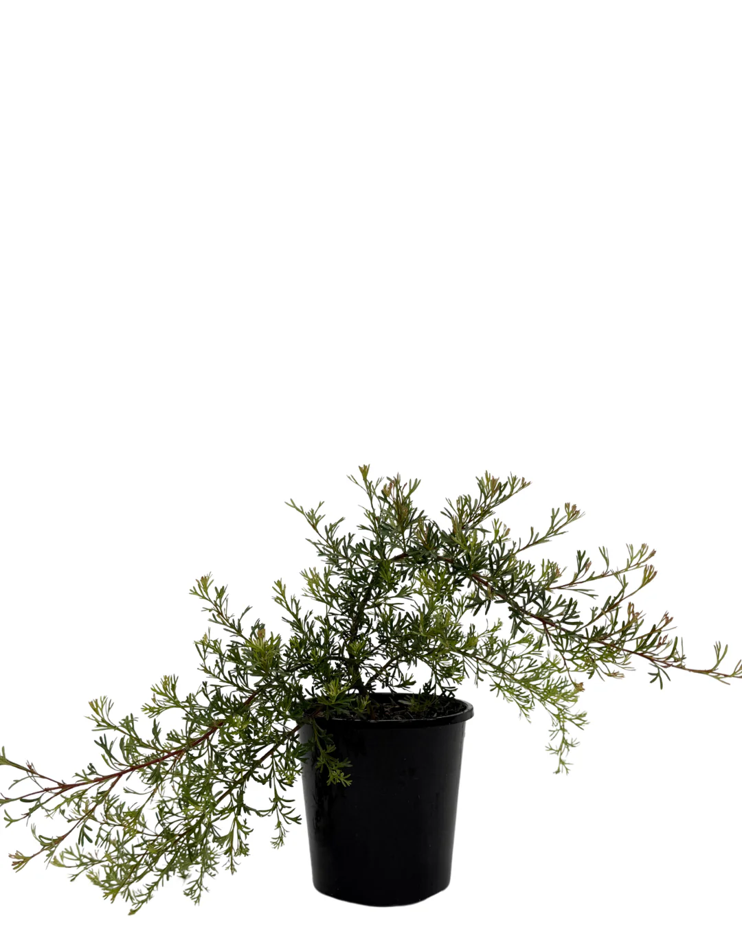 Grevillea Thelemanniana