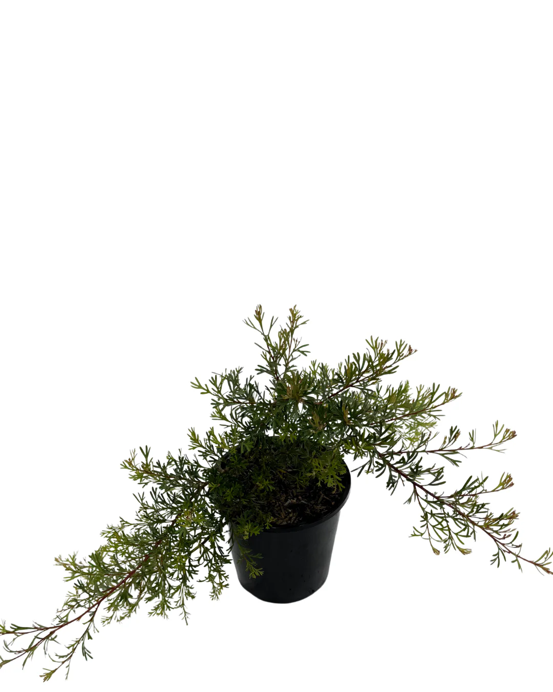 Grevillea Thelemanniana - Image 2