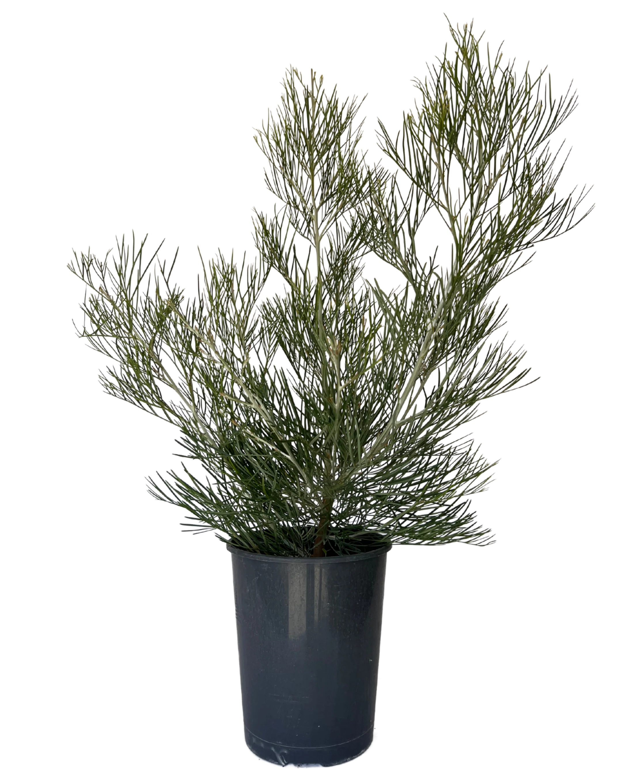Grevillea Torchlight Pbr