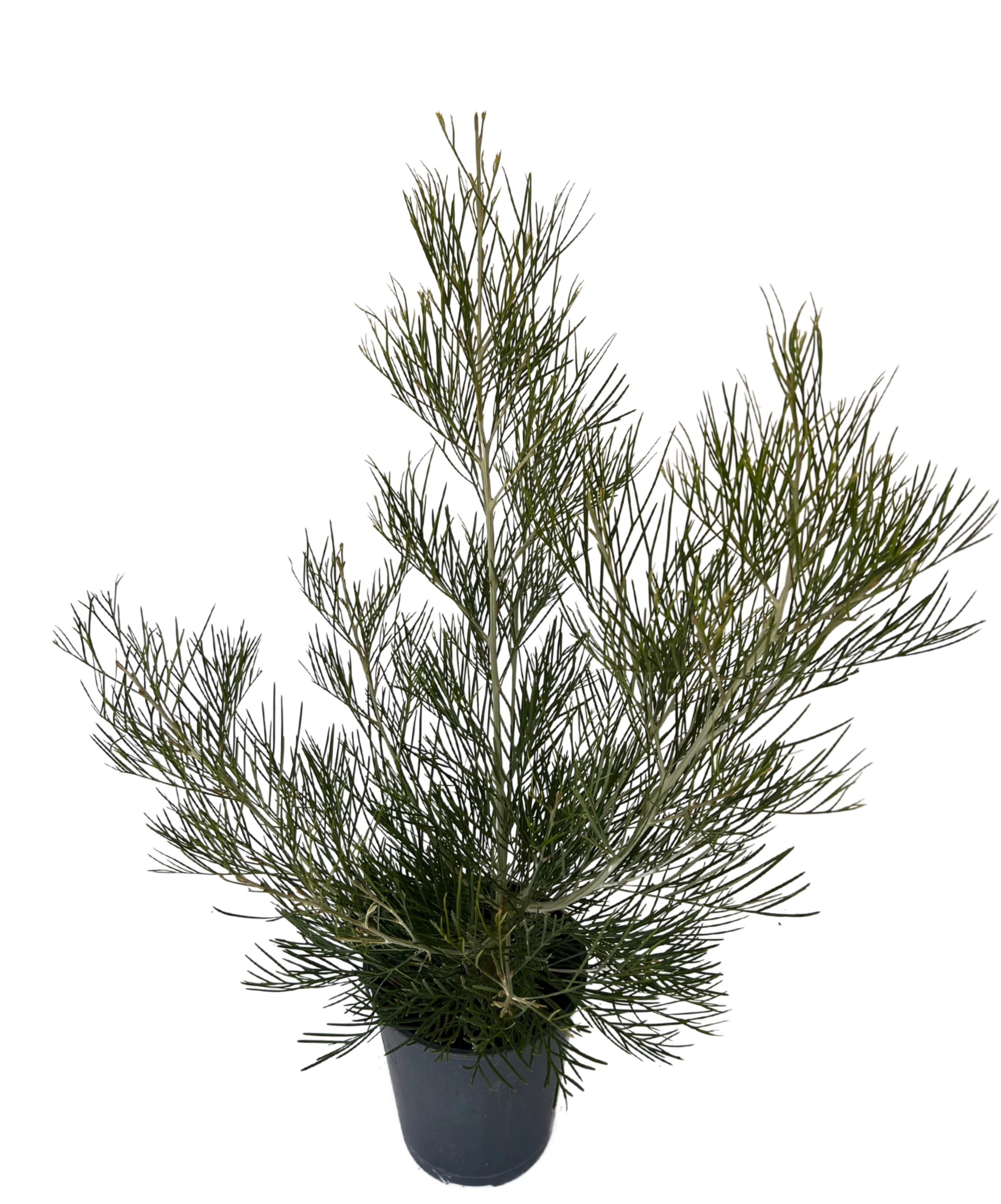 Grevillea Torchlight Pbr - Image 2