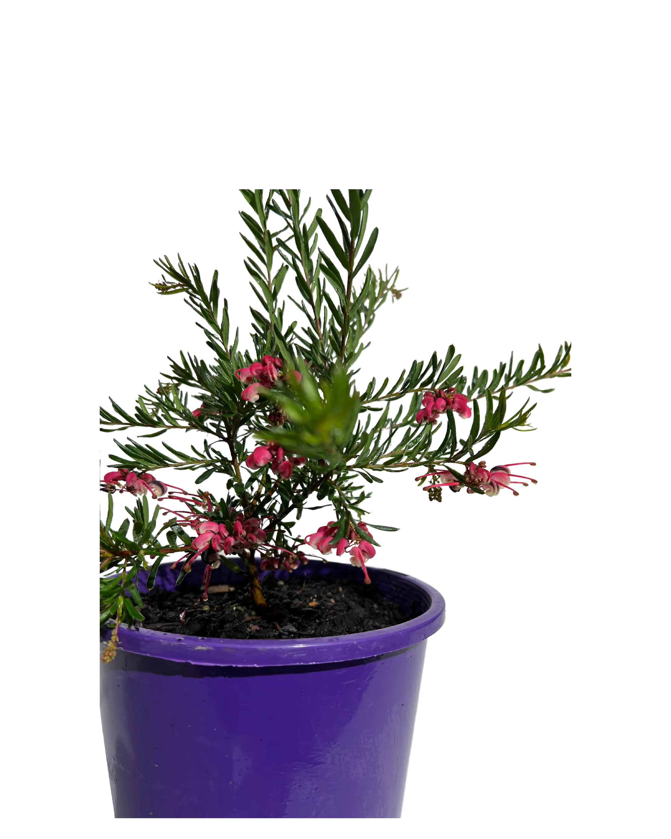 Grevillea Tuckertime Fruit Box - Image 3
