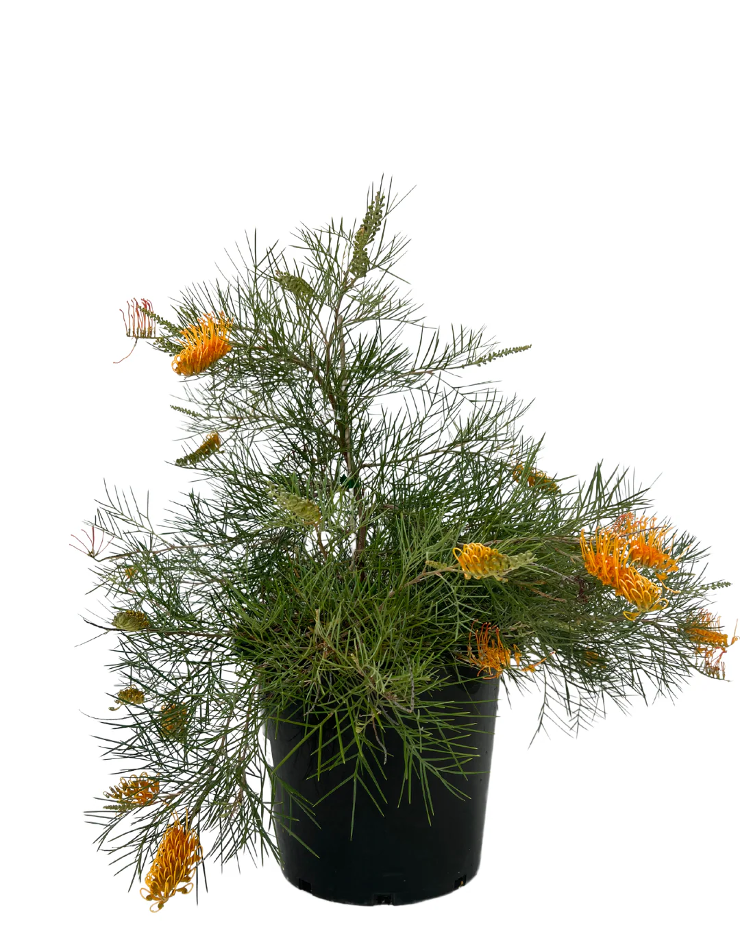 Grevillea Webbs Legacy