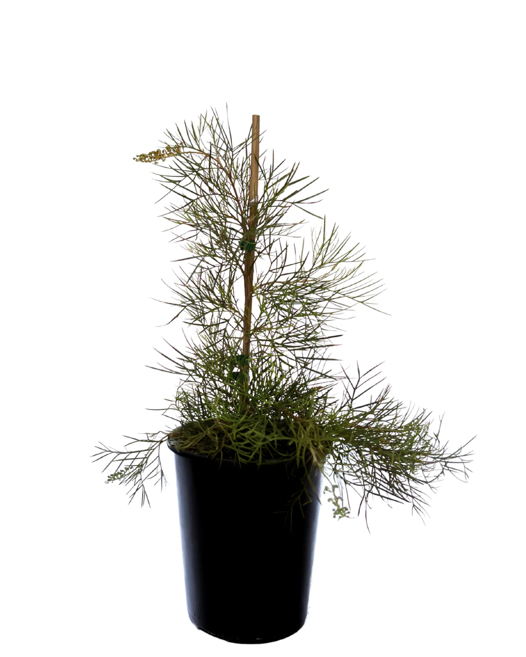 Grevillea Webbs Legacy - Image 2