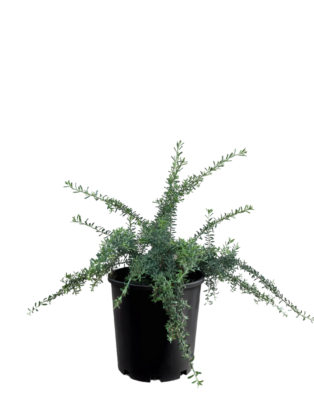 Grevillea Winter Delight