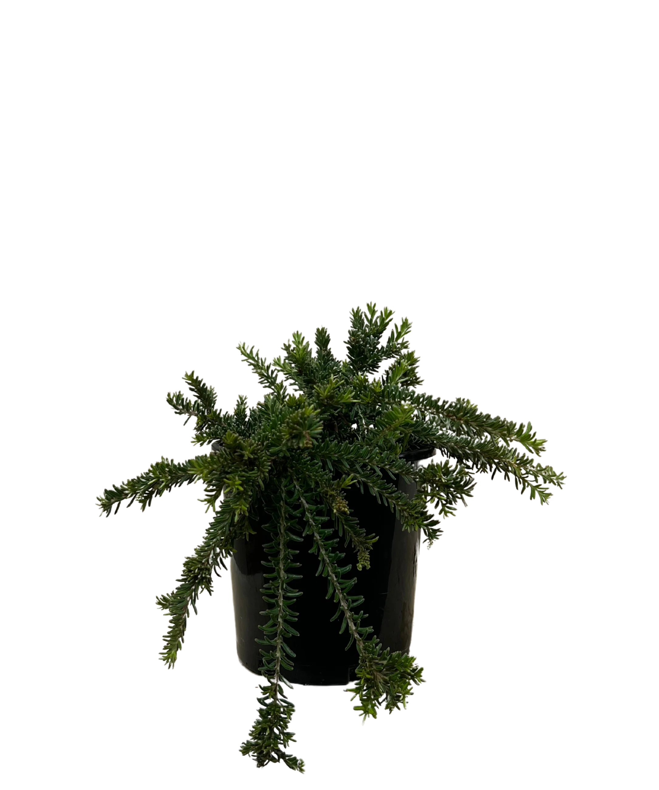 Grevillea Woolly Bear Hero