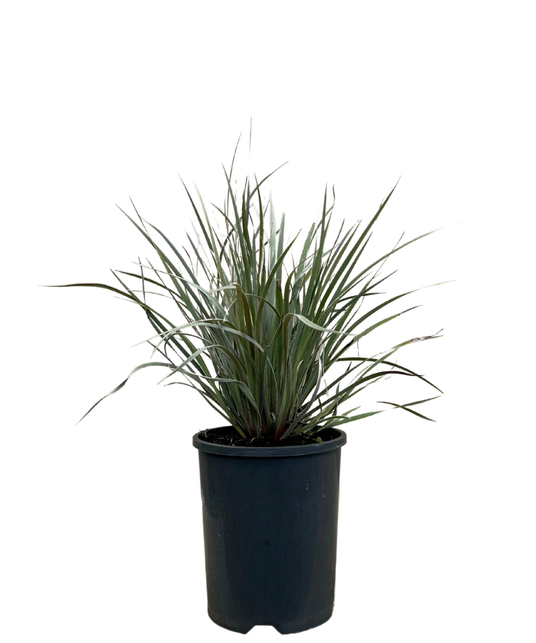 Grey Cottonheads - Conostylis Candicans