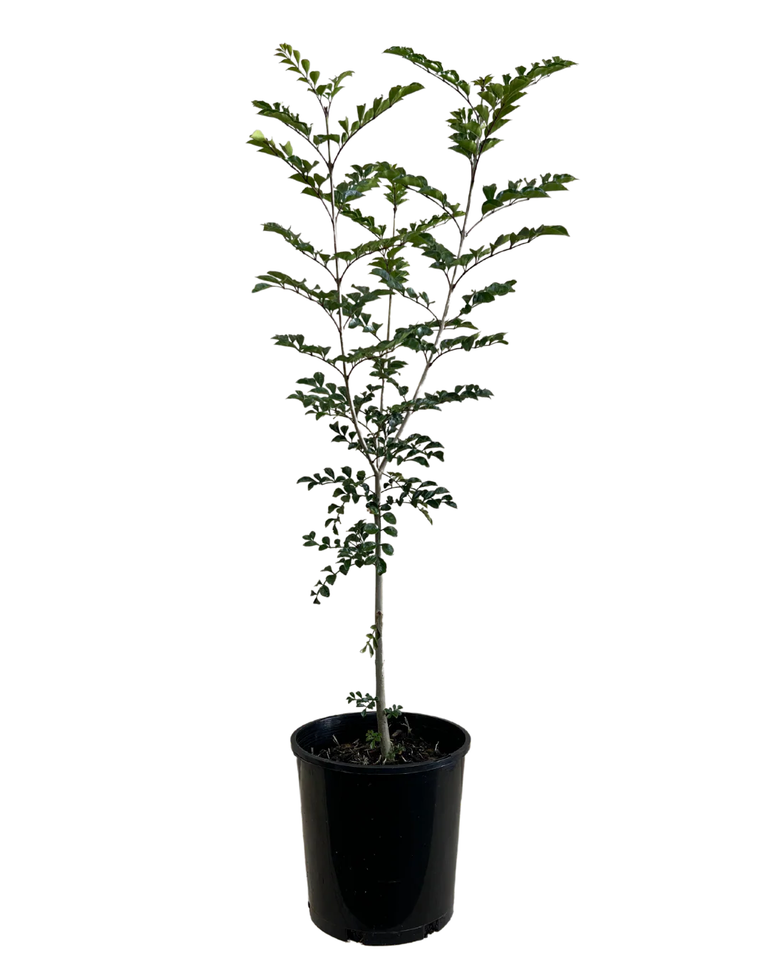 Griffiths Ash - Fraxinus Griffithii