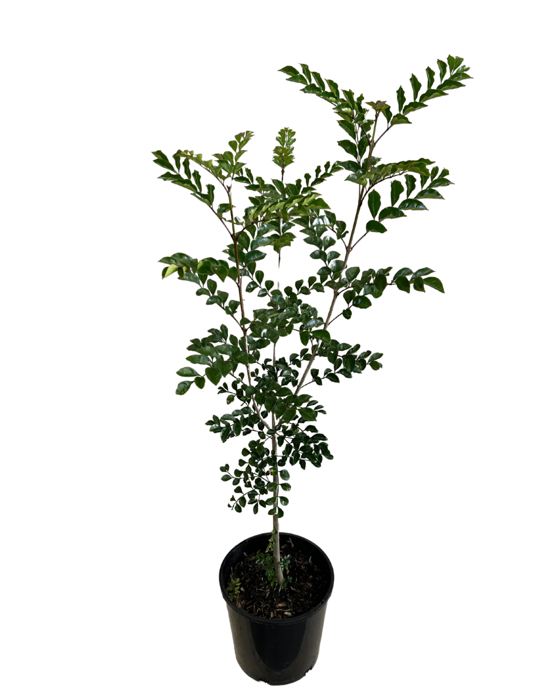 Griffiths Ash - Fraxinus Griffithii - Image 2