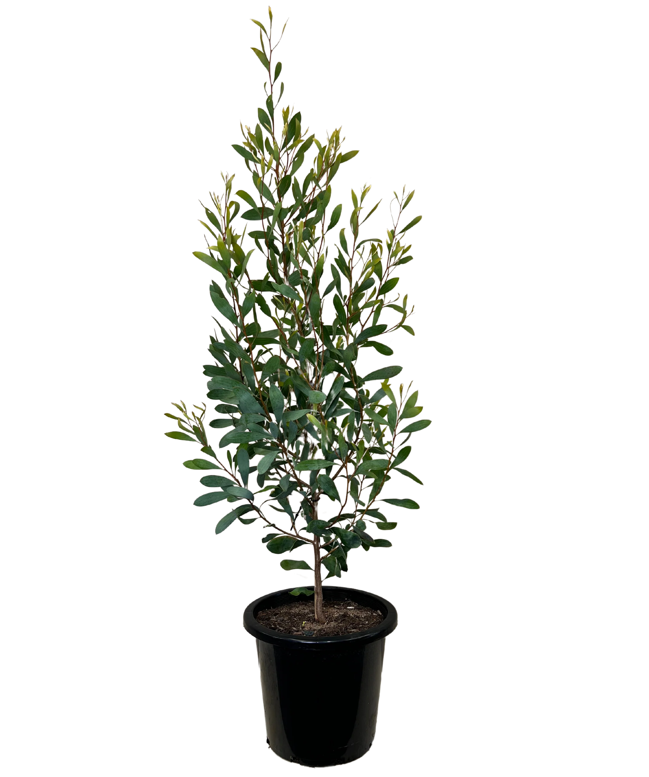 Hakea Laurina