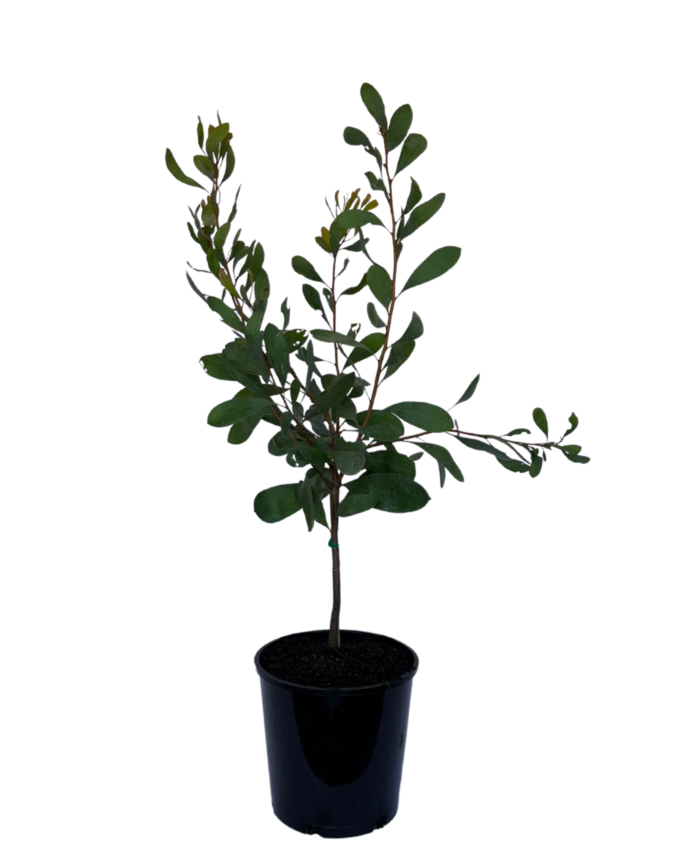 Hakea Laurina