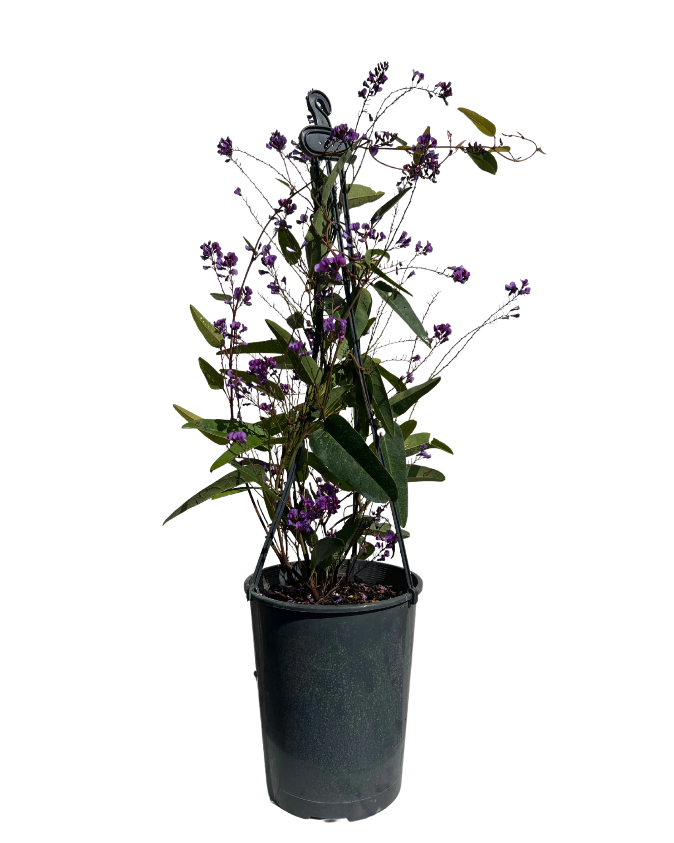 Hardenbergia Happy Wanderer