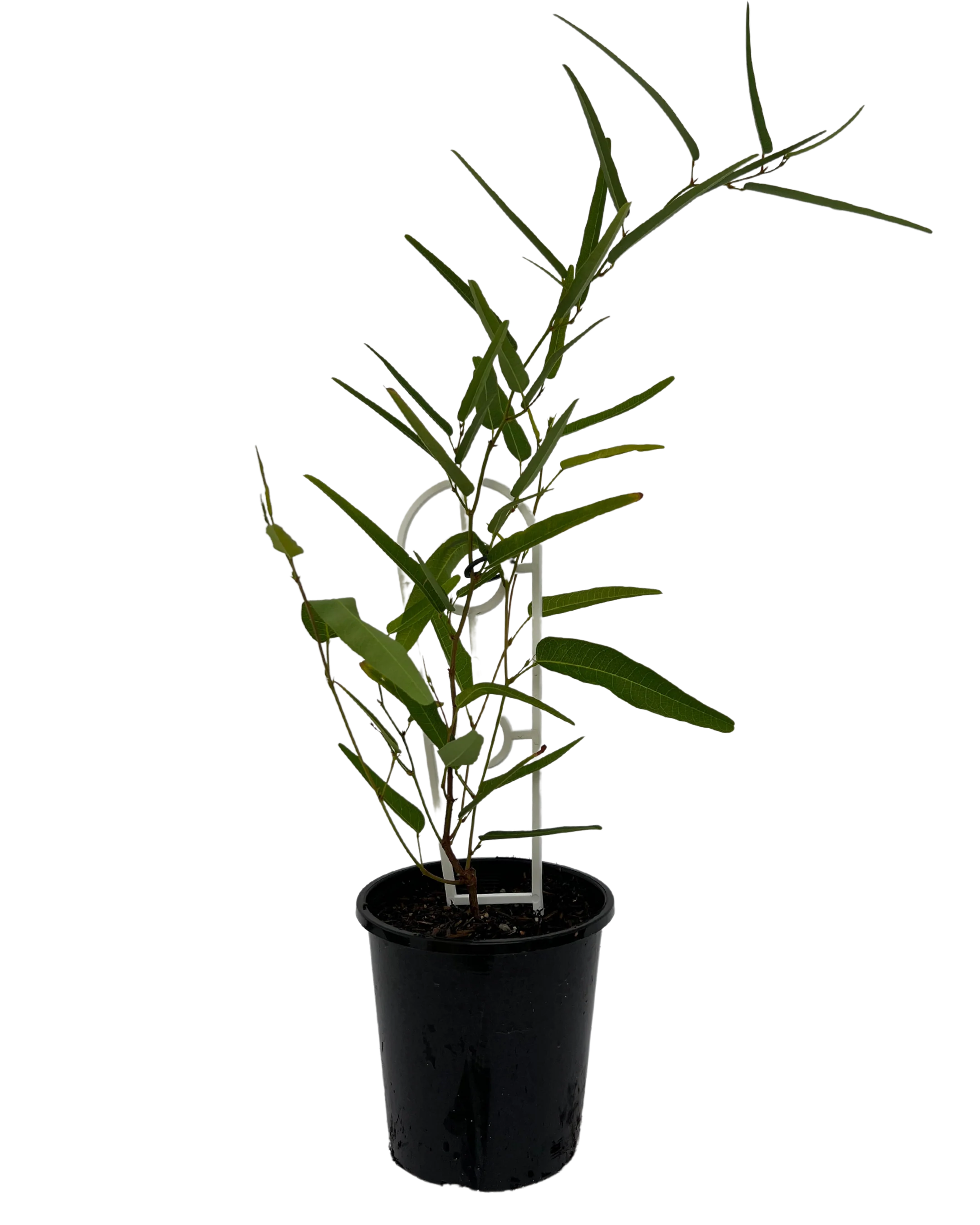 Hardenbergia Meema