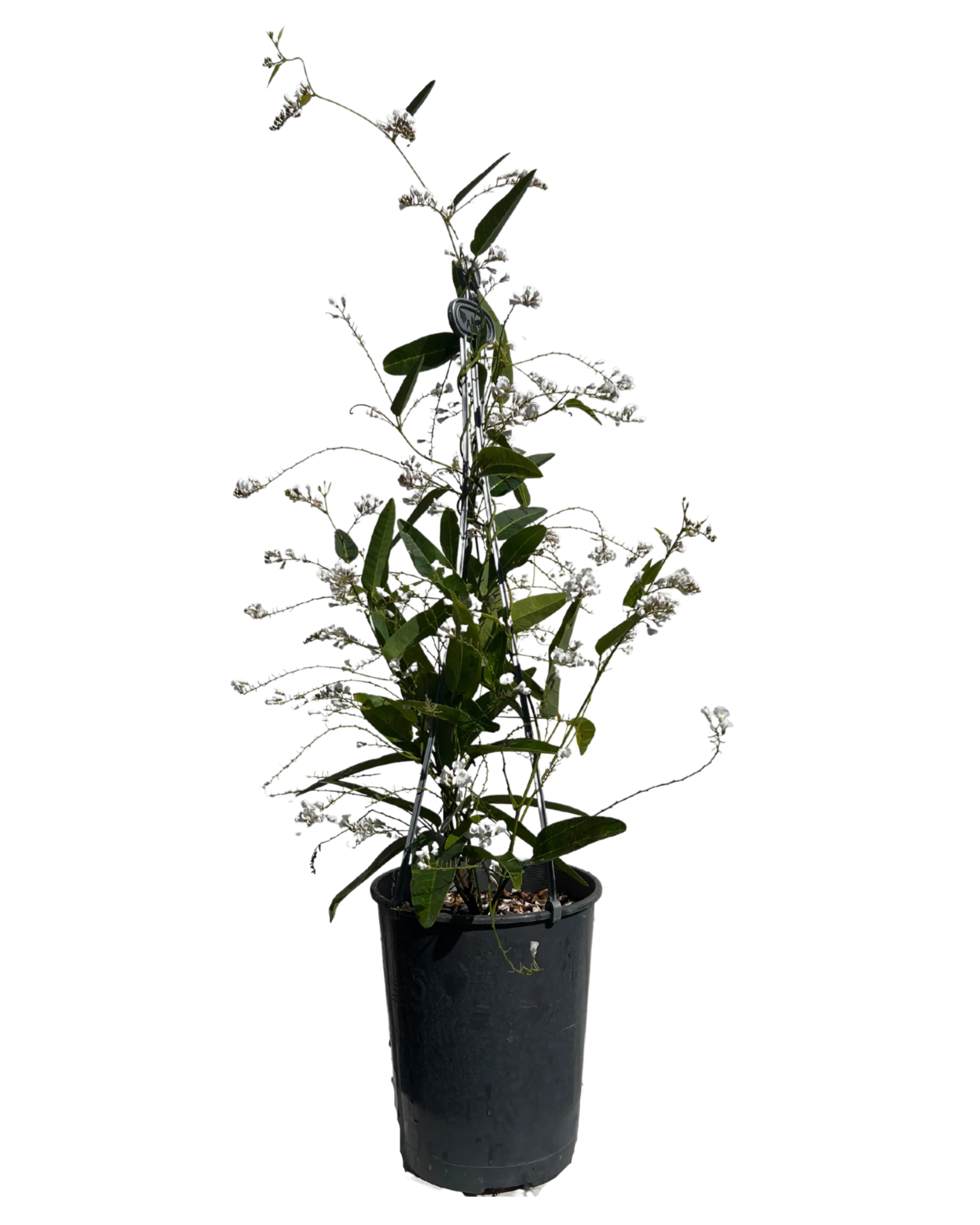 Hardenbergia White Out