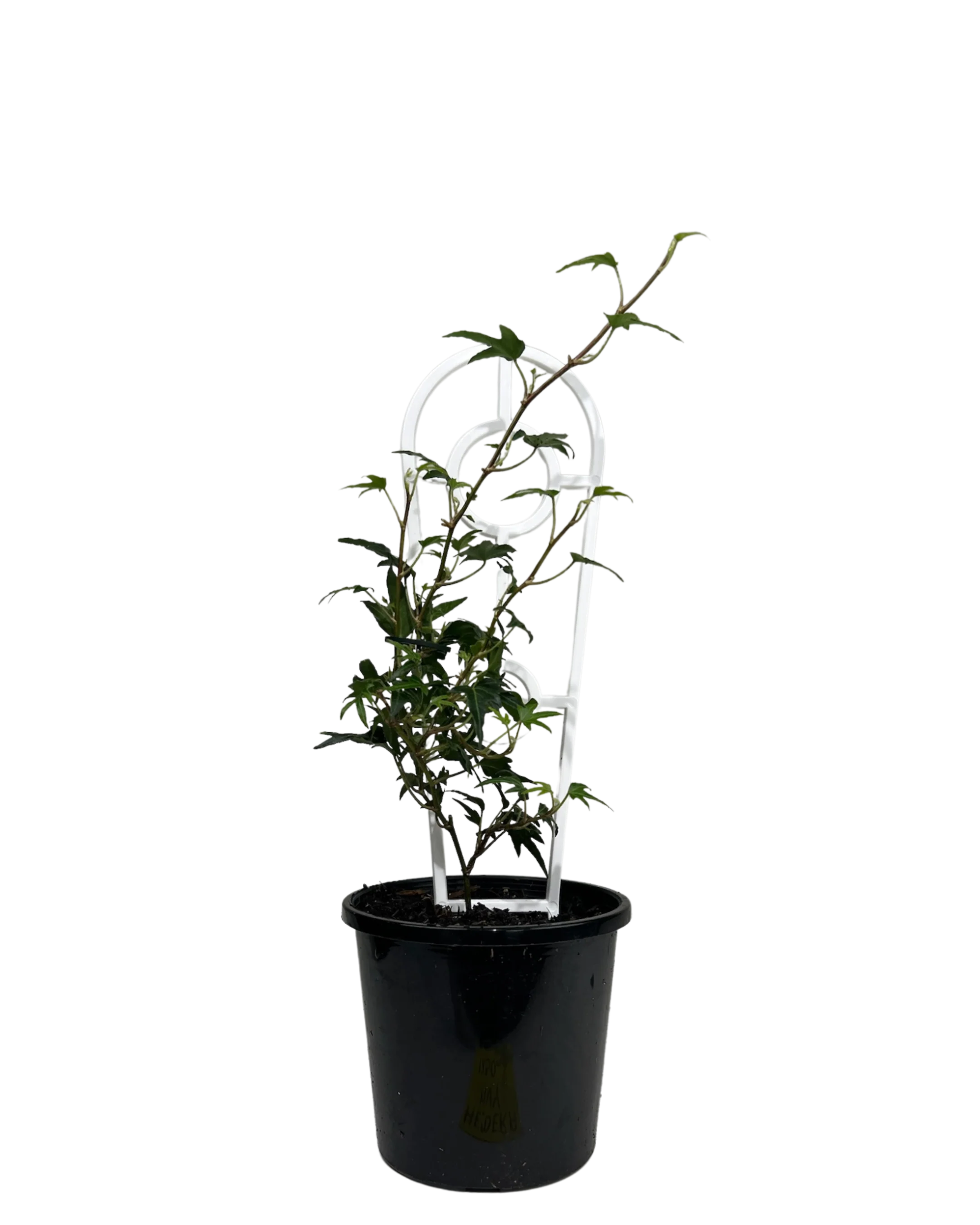 Canary Island Ivy - Hedera Canariensis