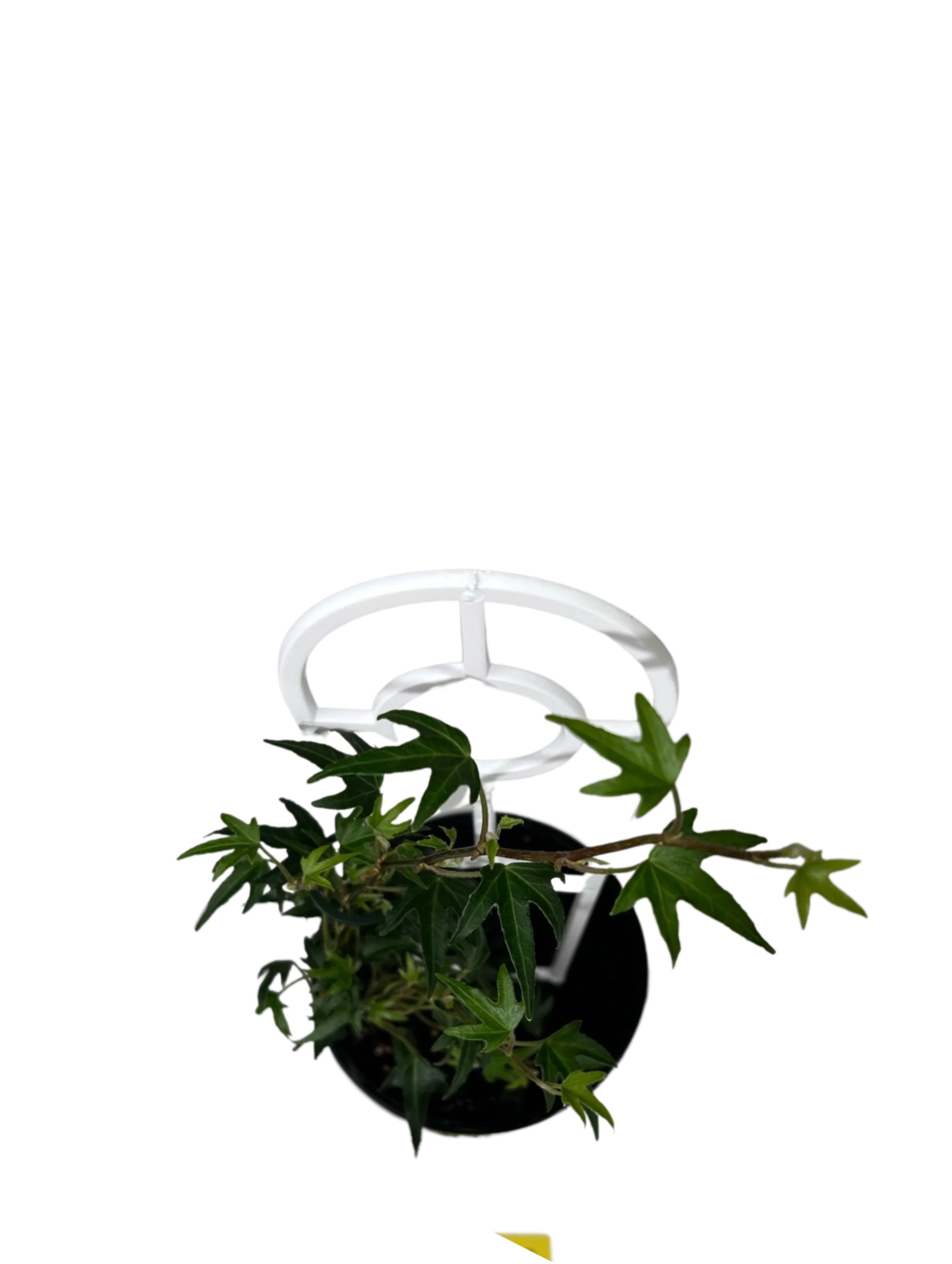 Canary Island Ivy - Hedera Canariensis - Image 2