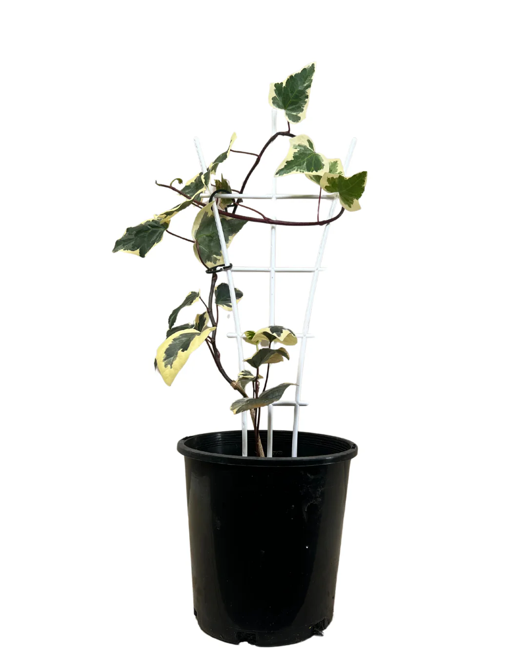 Canary Island Ivy - Hedera Canariensis