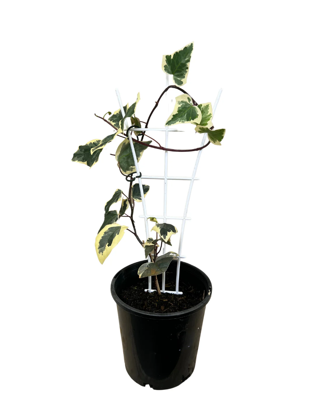 Canary Island Ivy - Hedera Canariensis - Image 2
