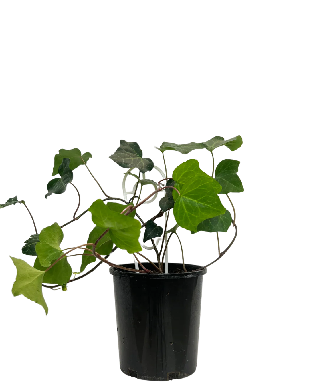 Hedera Ivy