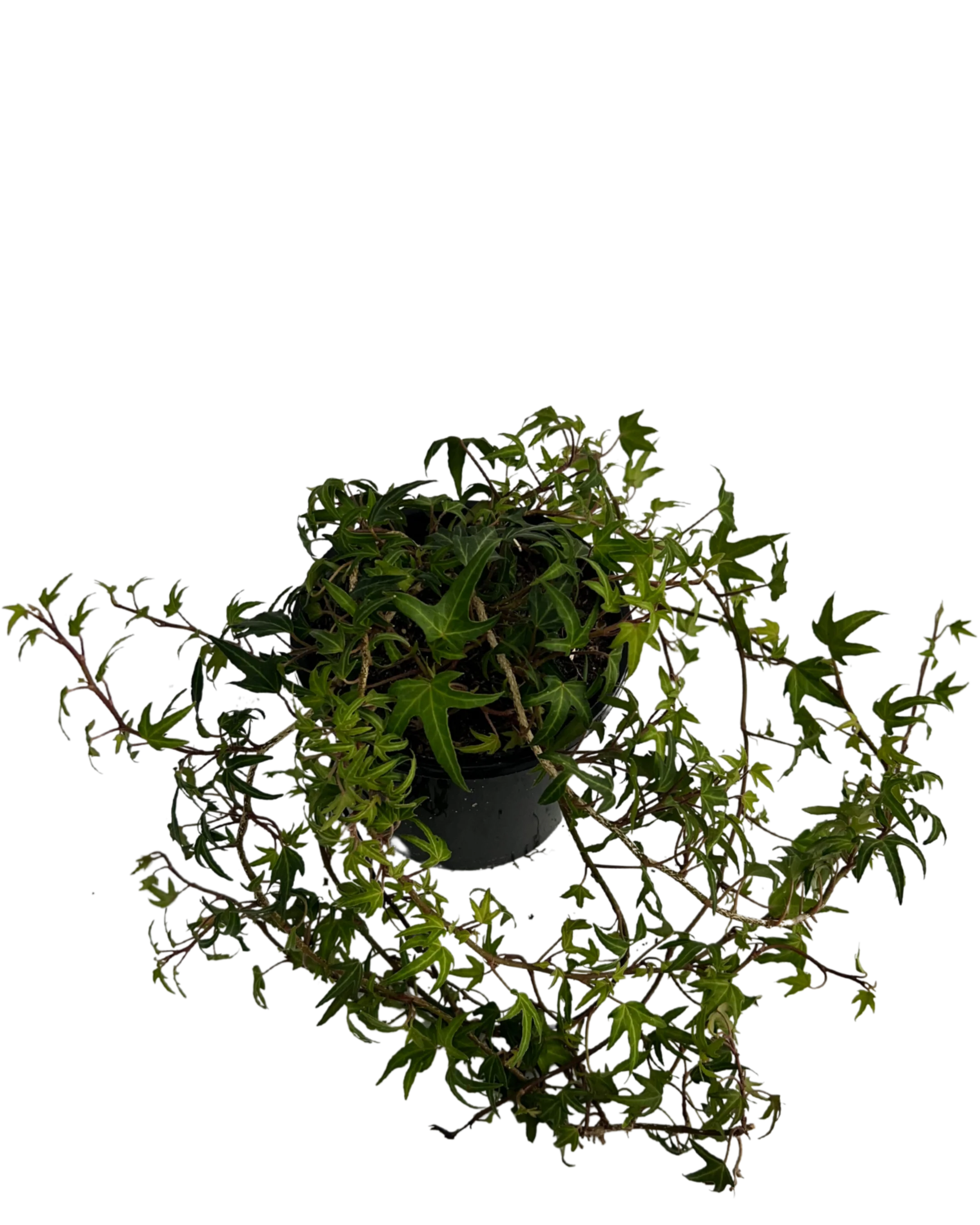Hedera Needlepoint