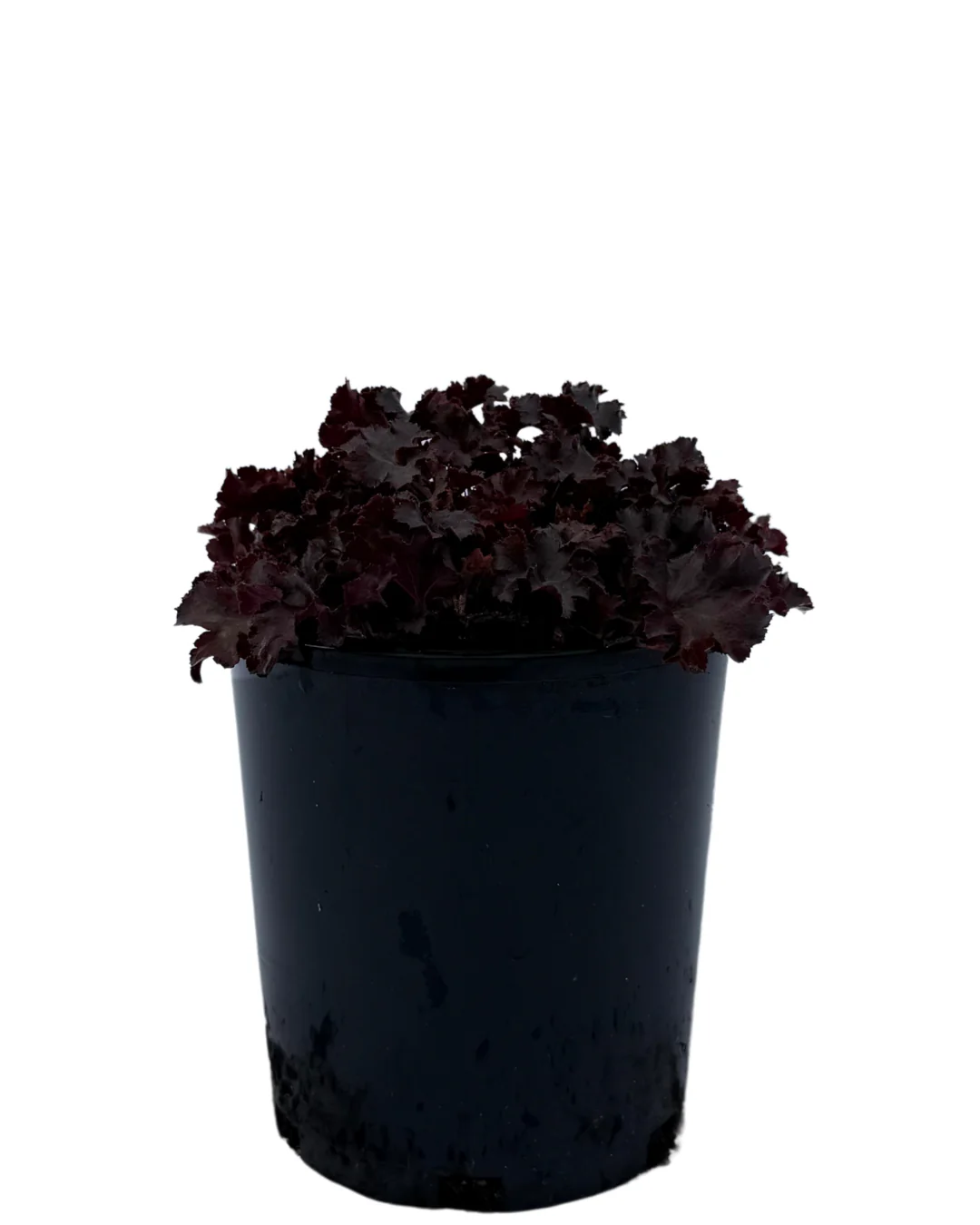 Heuchera Blackberry