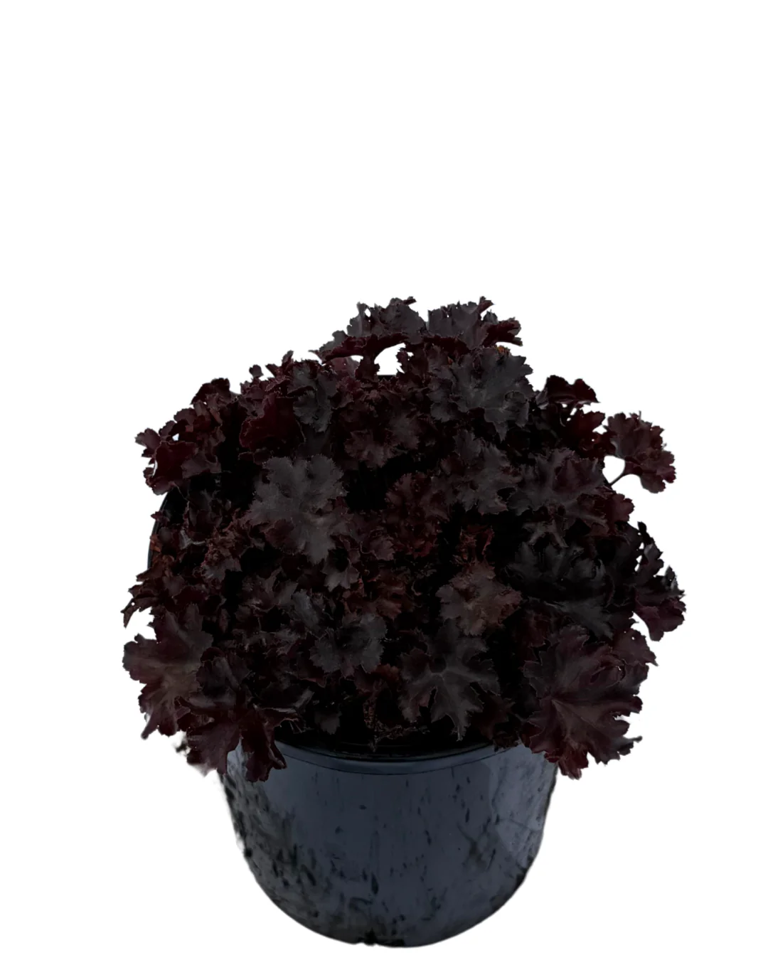 Heuchera Blackberry - Image 2