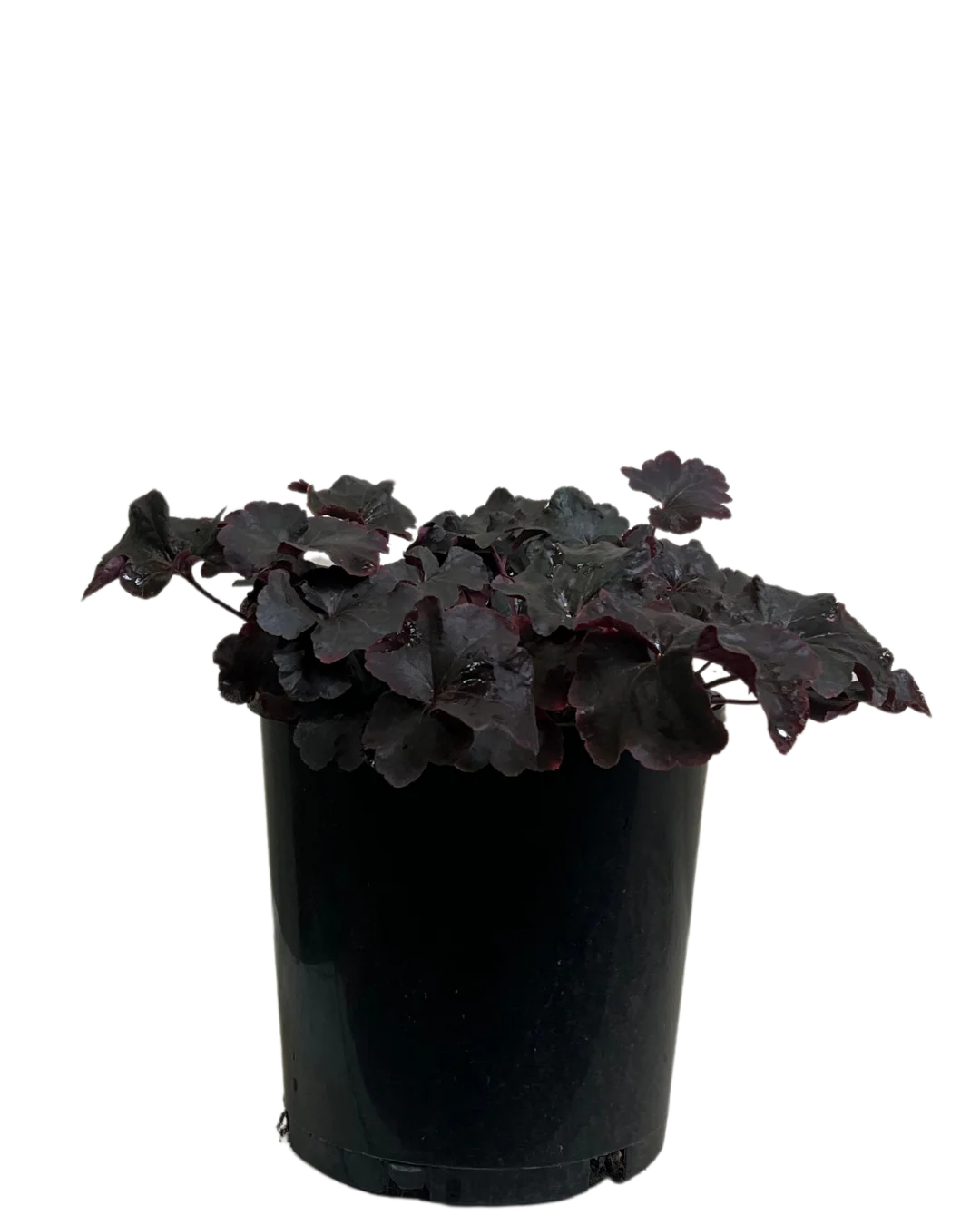 Heuchera Obsidian - Image 2
