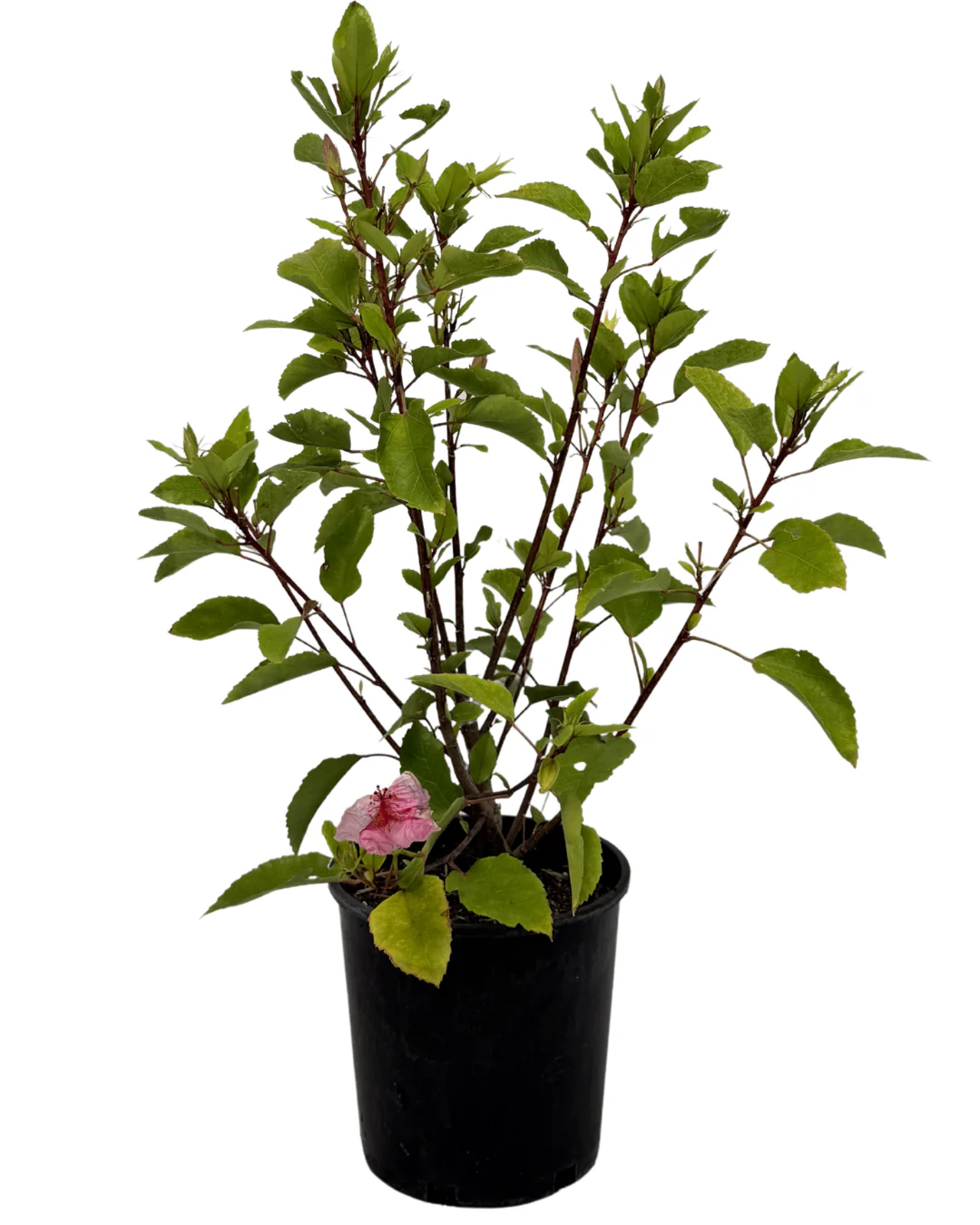 Hibiscus Apple Blossom