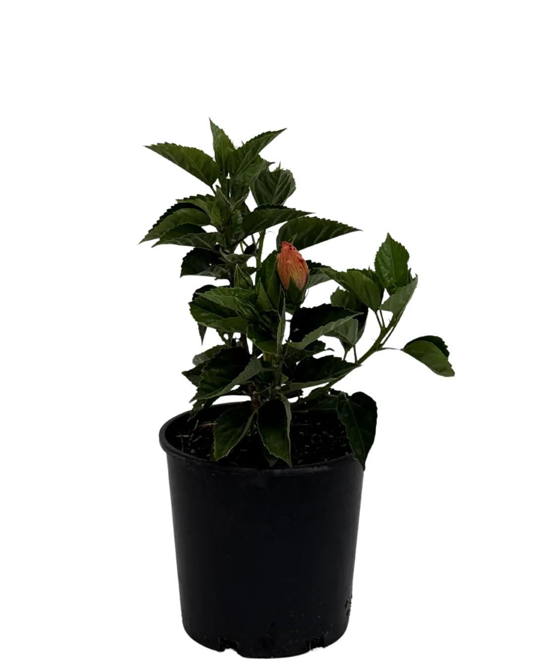 Hibiscus Firebird