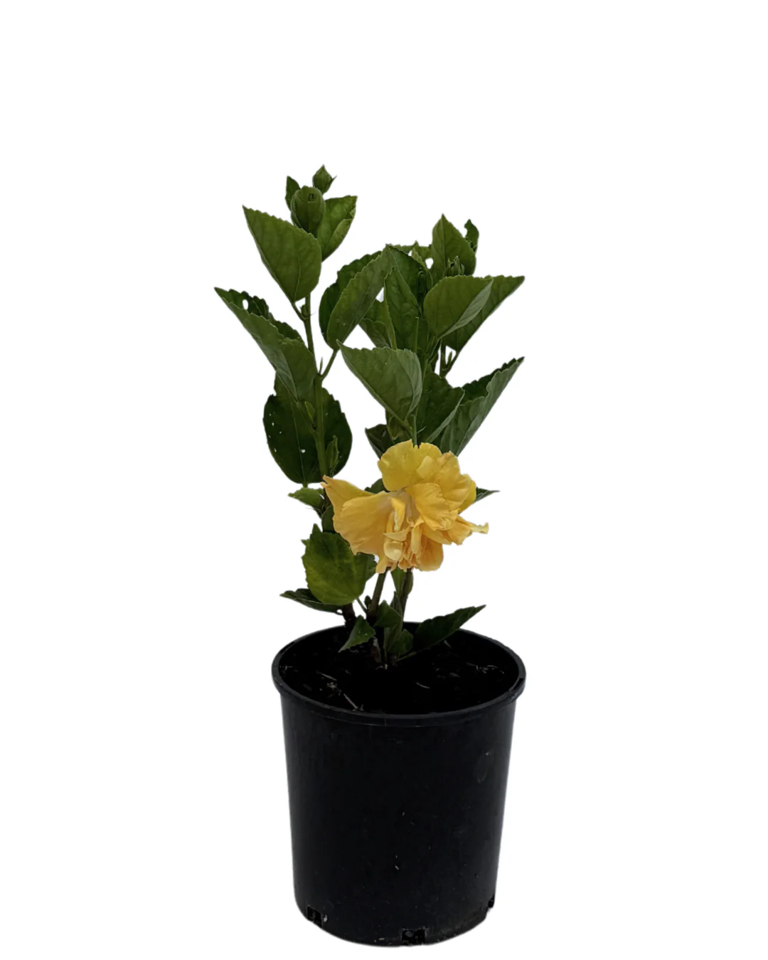 Hibiscus Full Moon