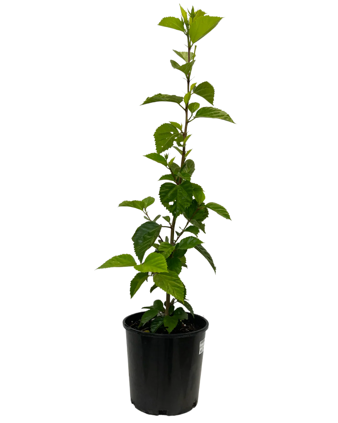 Hibiscus Mrs George Davis