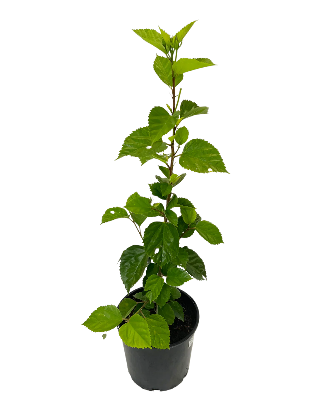 Hibiscus Mrs George Davis - Image 2