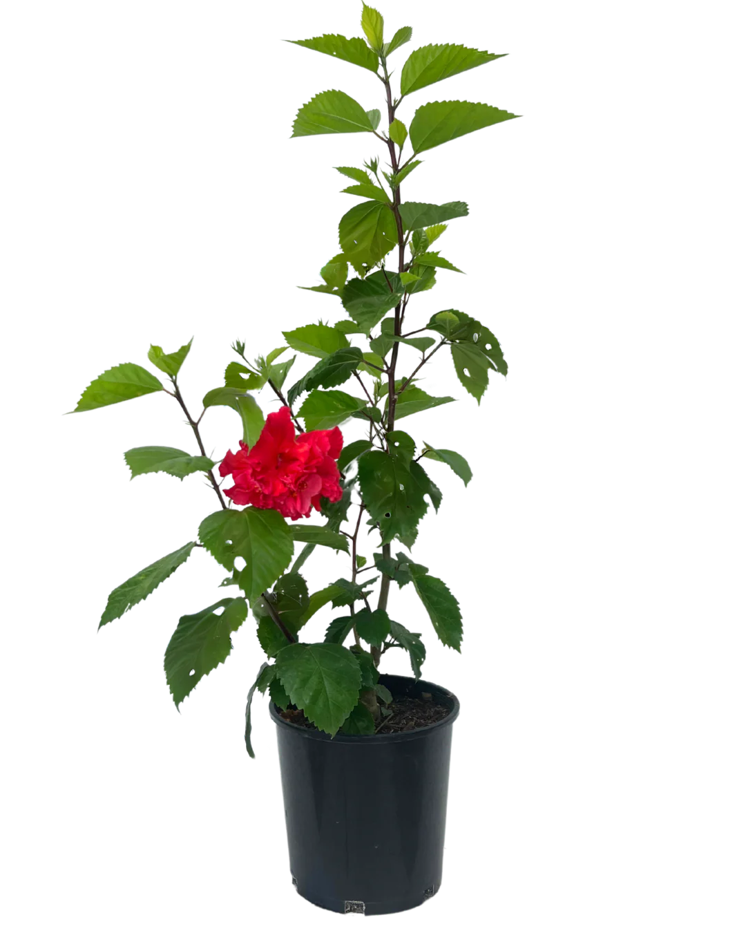 Hibiscus Sabrina