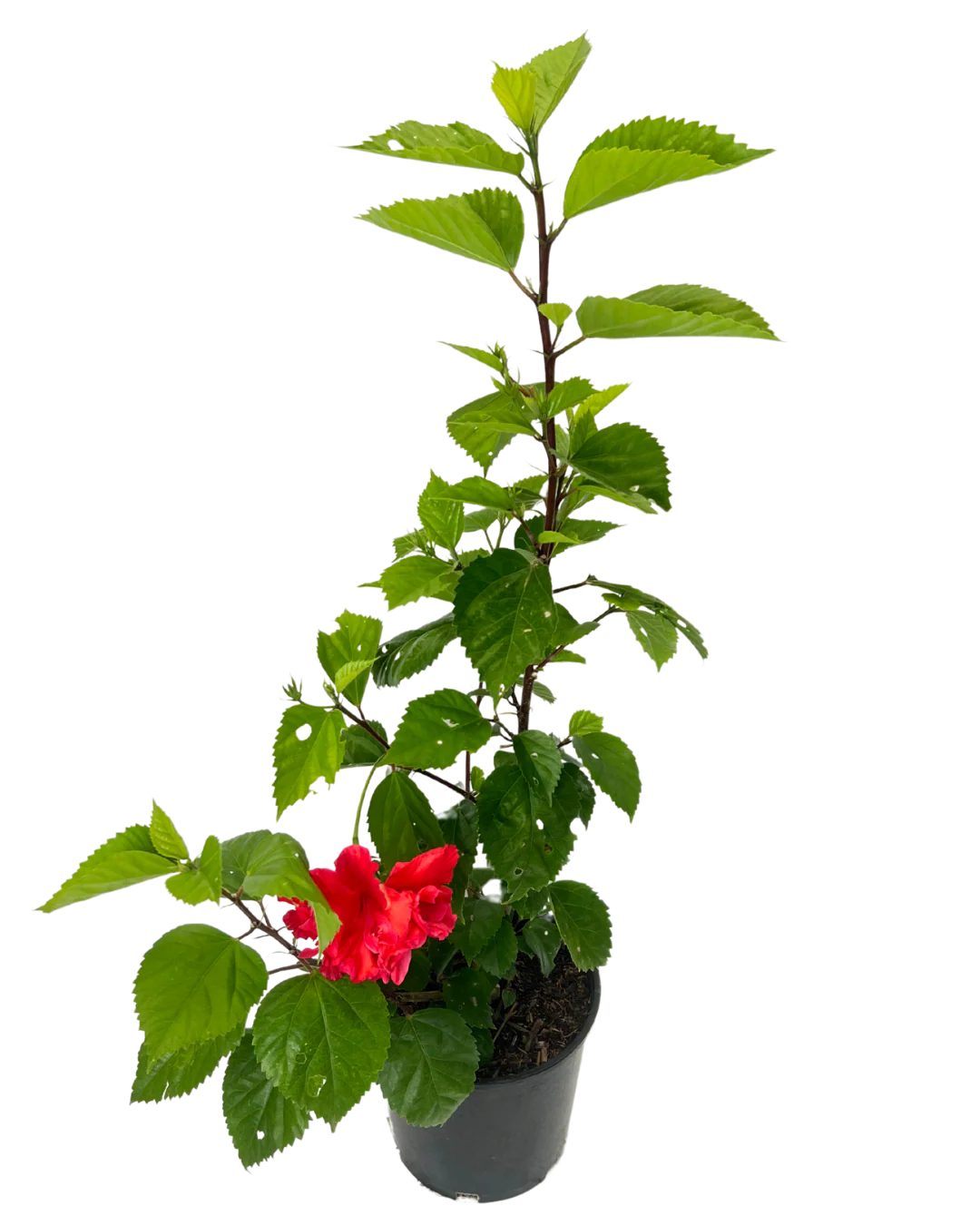 Hibiscus Sabrina - Image 2