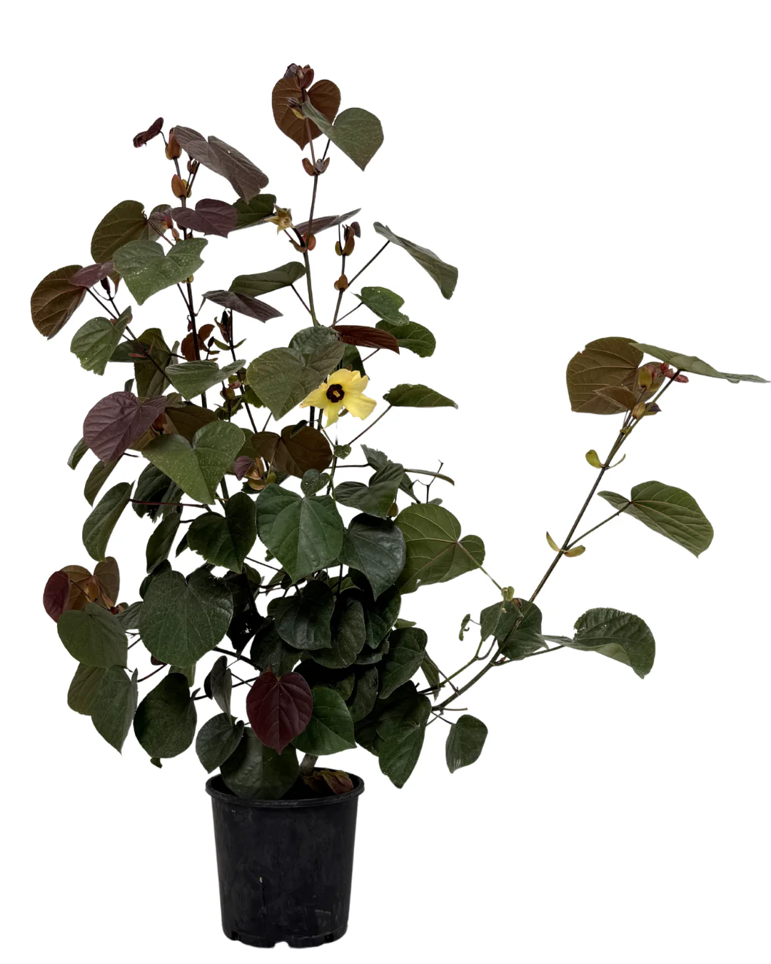 Hibiscus Tiliaceus Rubra
